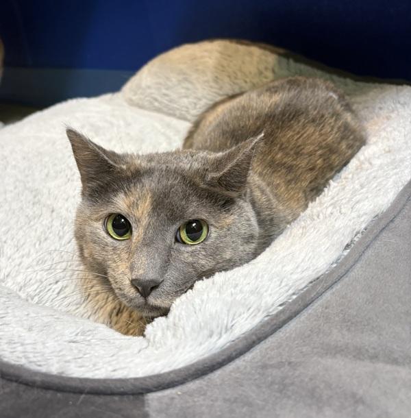 Enlarge Cheddar, a Adoptable mixed breed in Sioux City, IA image 2/4