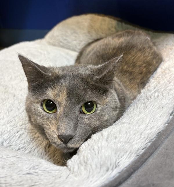 Enlarge Cheddar, a Adoptable mixed breed in Sioux City, IA image 3/4