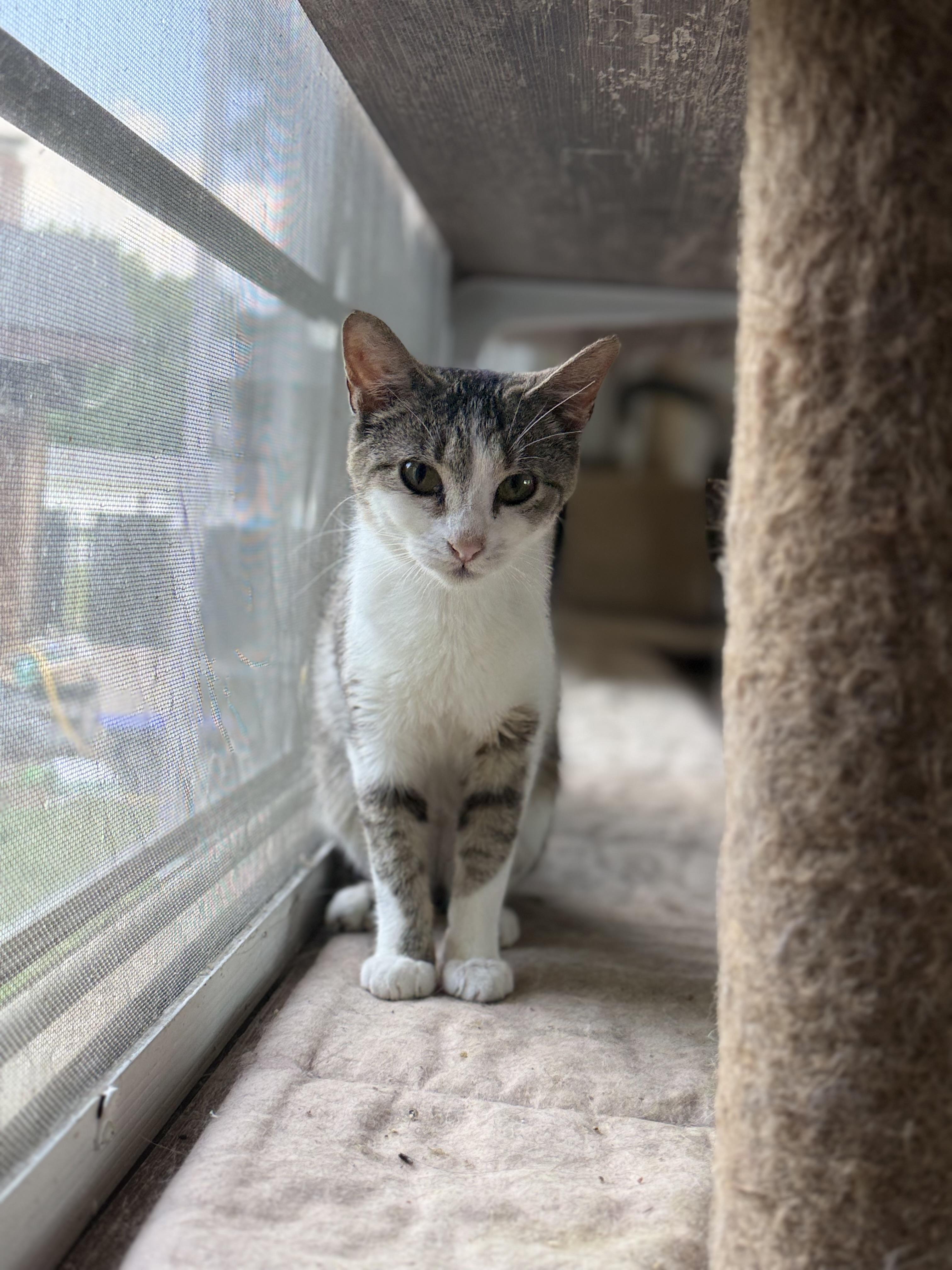 Cosmo, a ADOPTABLE Domestic Short Hair in Royalton, IL image 1/3