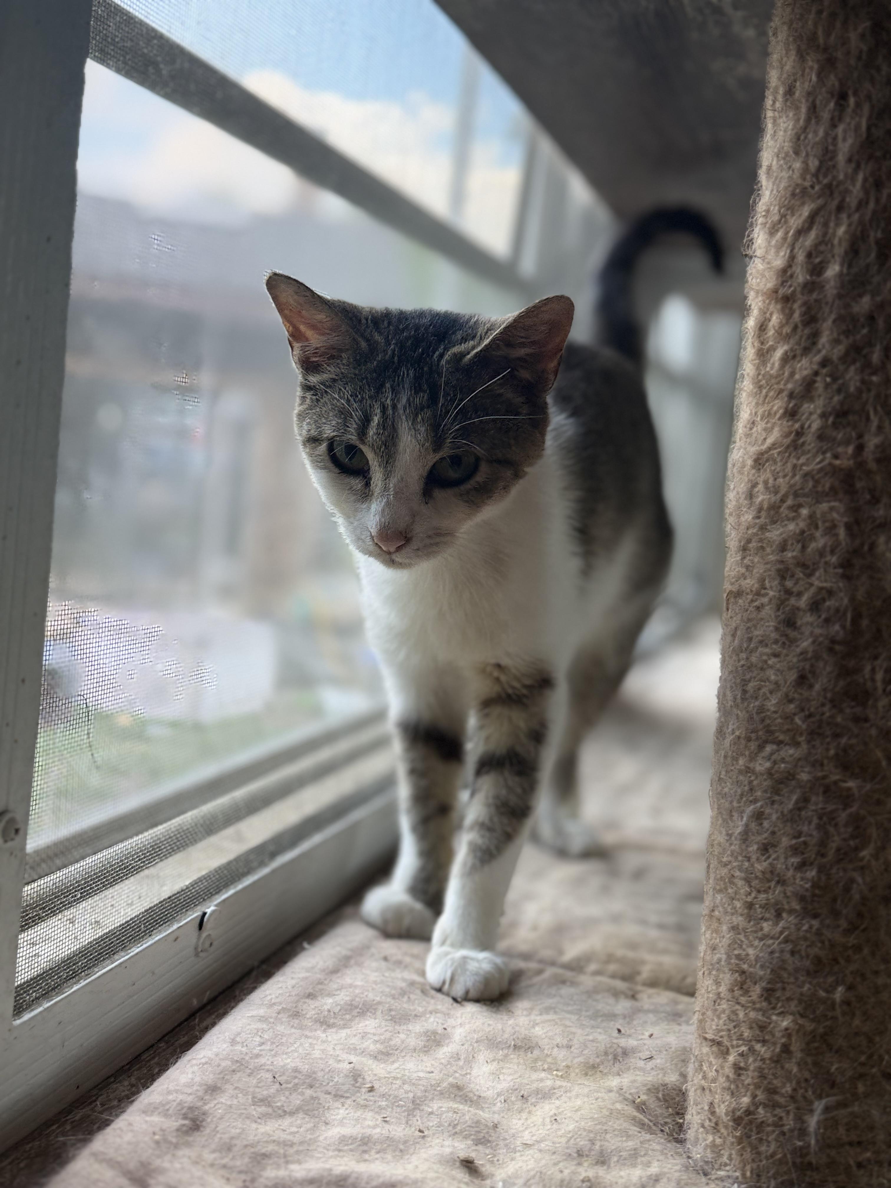 Cosmo, a ADOPTABLE Domestic Short Hair in Royalton, IL image 3/3