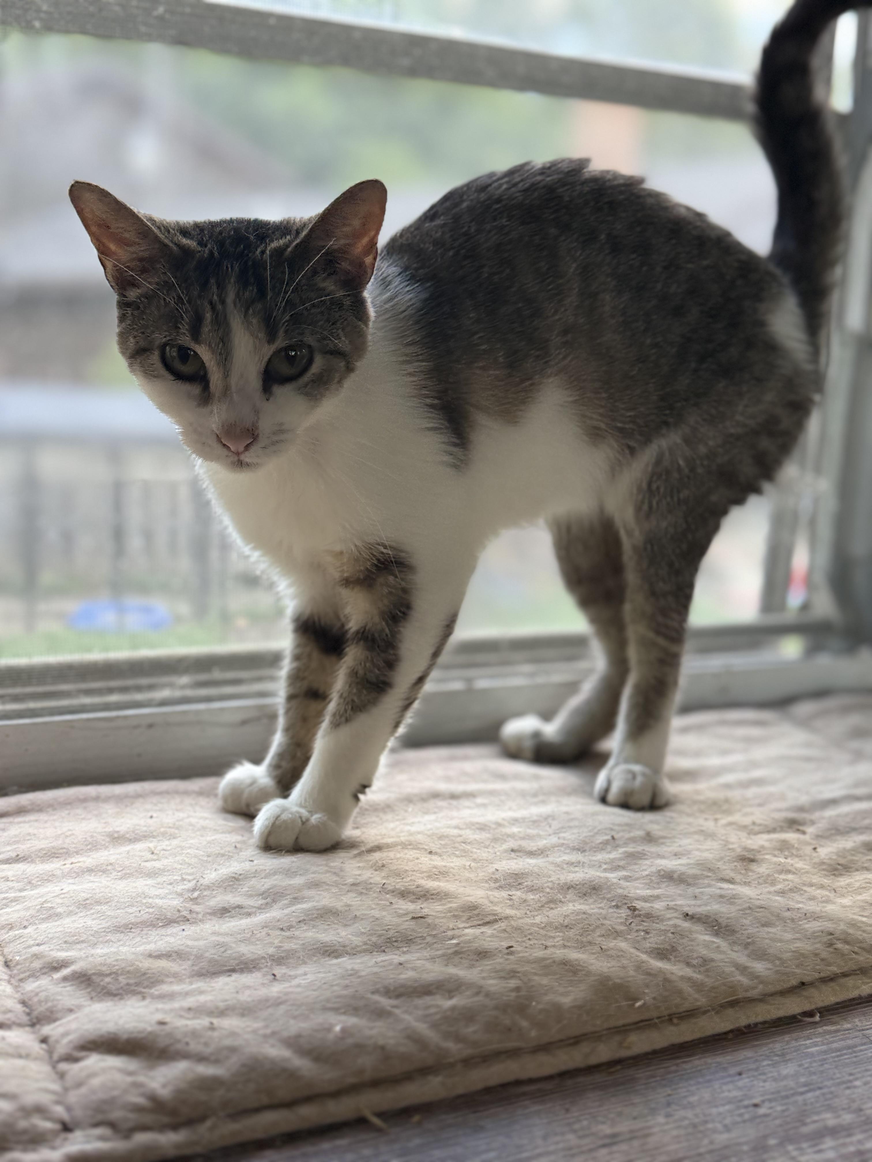 Cosmo, a ADOPTABLE Domestic Short Hair in Royalton, IL image 2/3