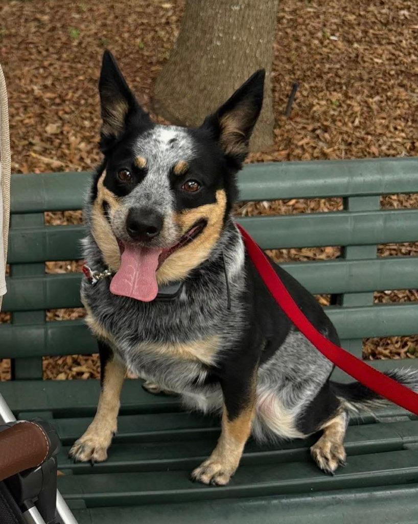 Enlarge KODA, a Adoptable Australian Cattle Dog / Blue Heeler in Palm City, FL image 2/5