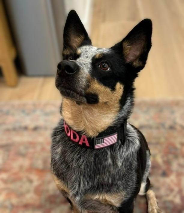 Enlarge KODA, a Adoptable Australian Cattle Dog / Blue Heeler in Palm City, FL image 3/6