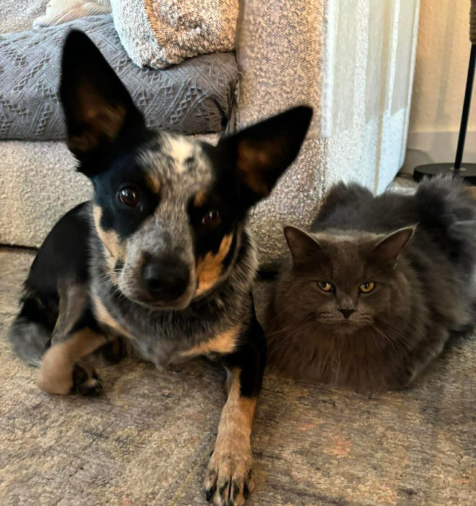 Enlarge KODA, a Adoptable Australian Cattle Dog / Blue Heeler in Palm City, FL image 3/5