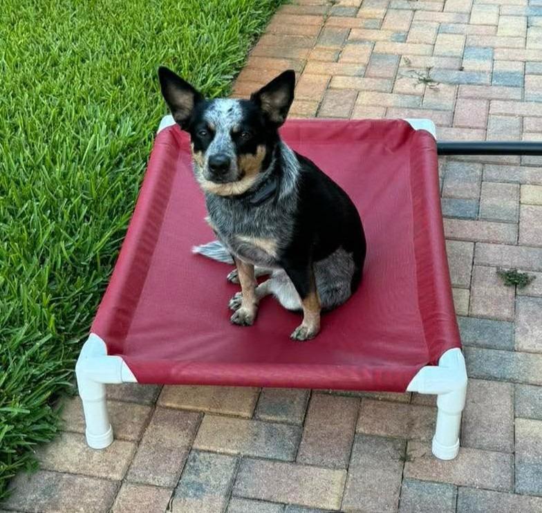 Enlarge KODA, a Adoptable Australian Cattle Dog / Blue Heeler in Palm City, FL image 4/5