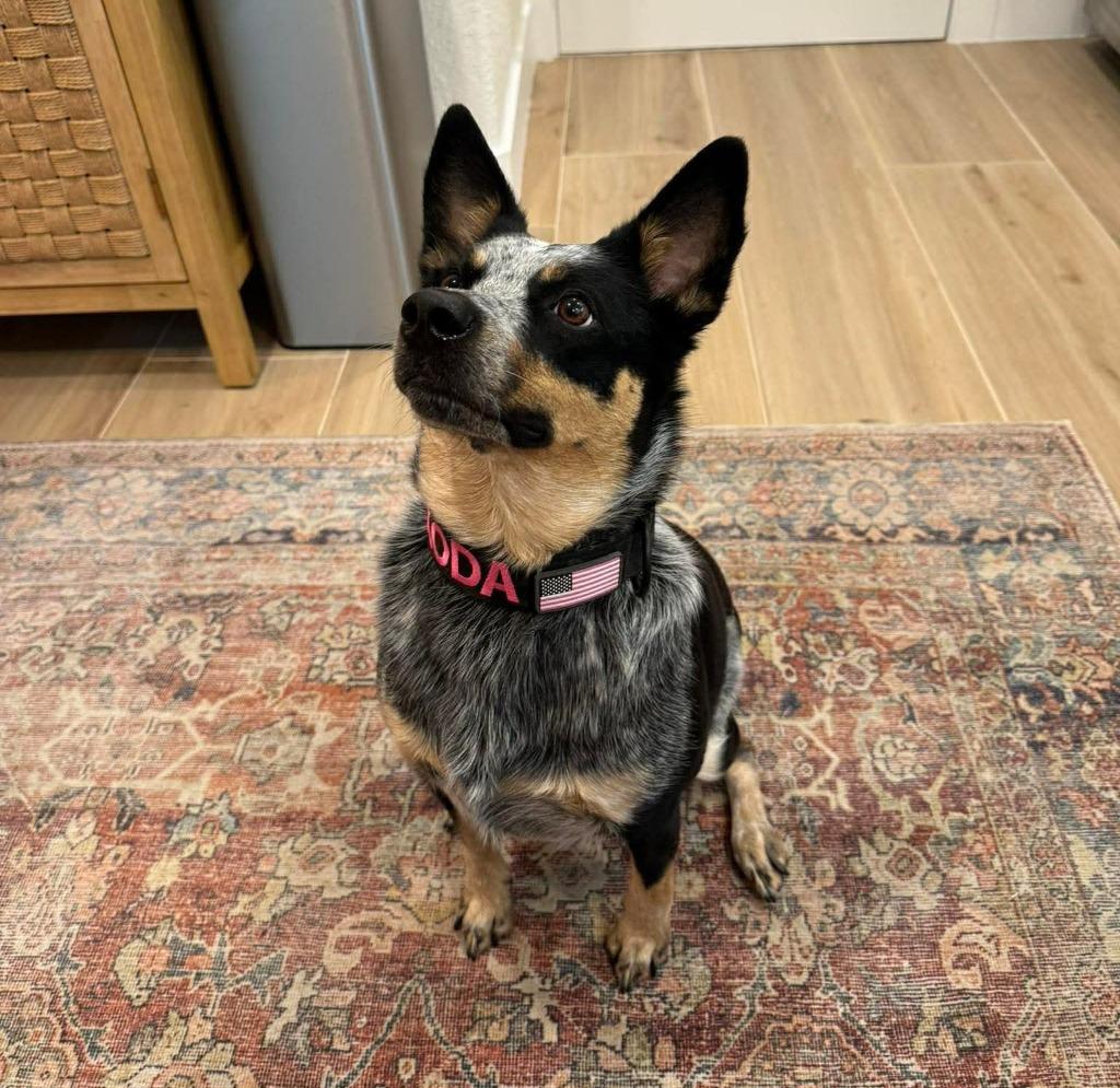 Enlarge KODA, a Adoptable Australian Cattle Dog / Blue Heeler in Palm City, FL image 5/5