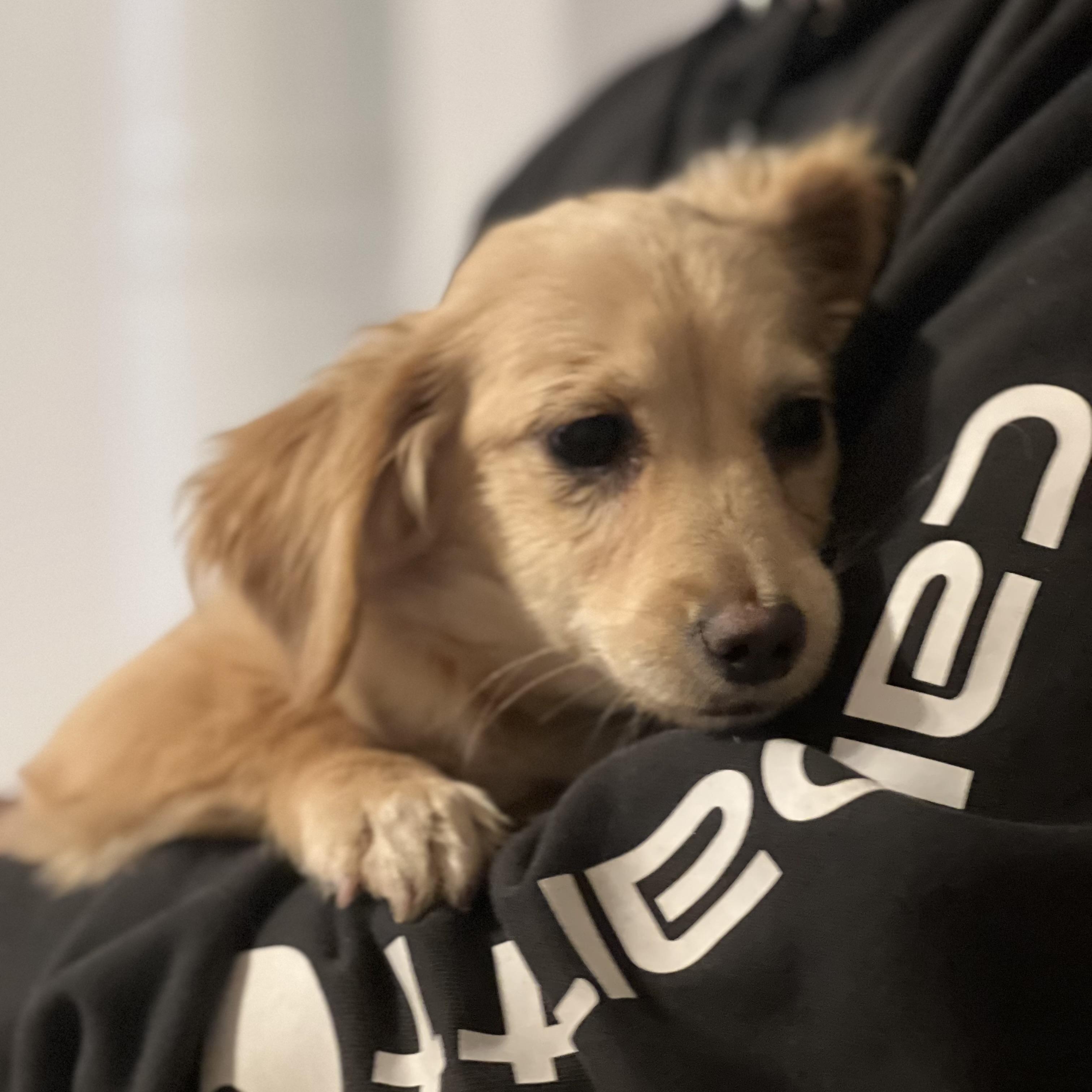 Ginger~ Sweet Golden Spaniel