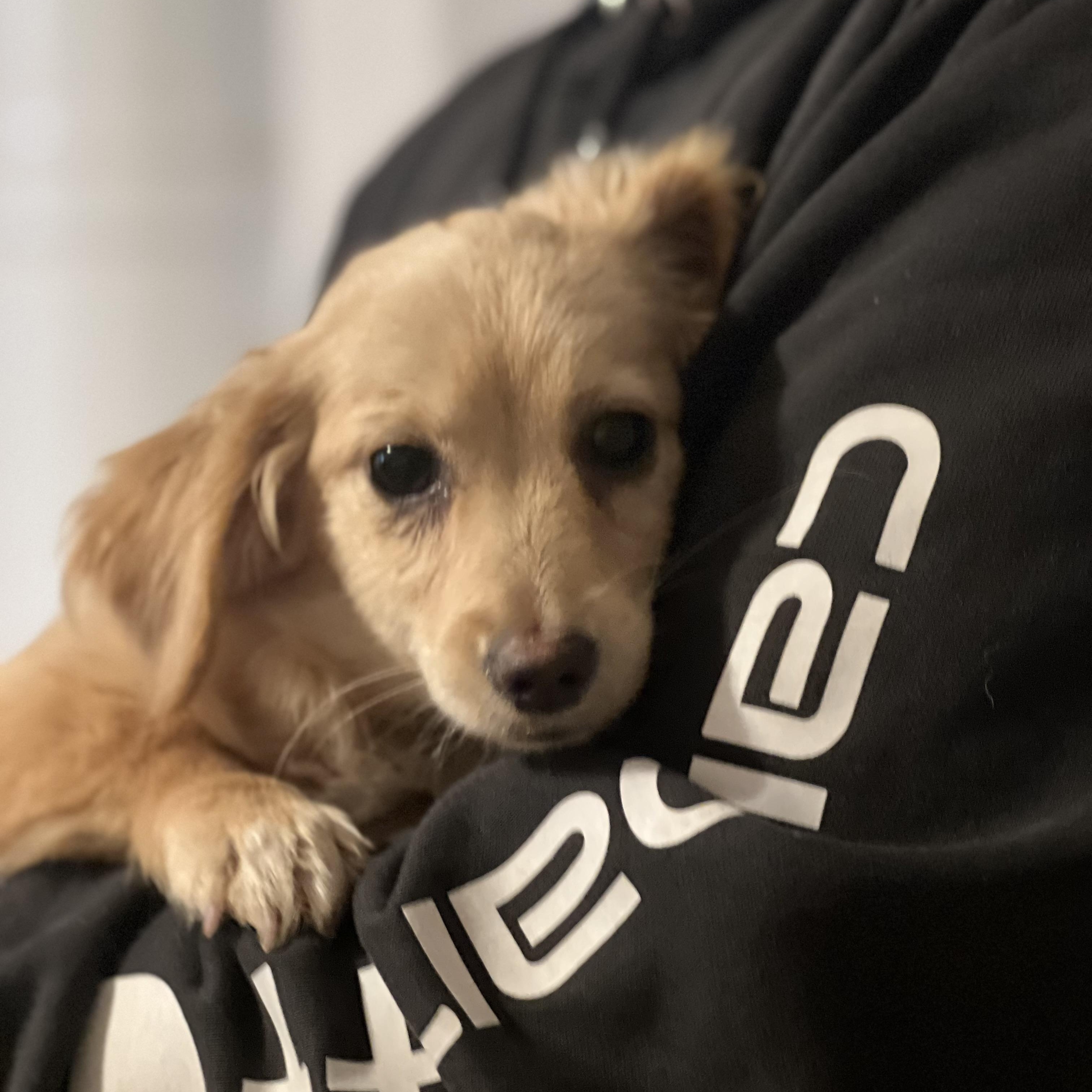 Ginger~ Sweet Golden Spaniel thumbnail 3