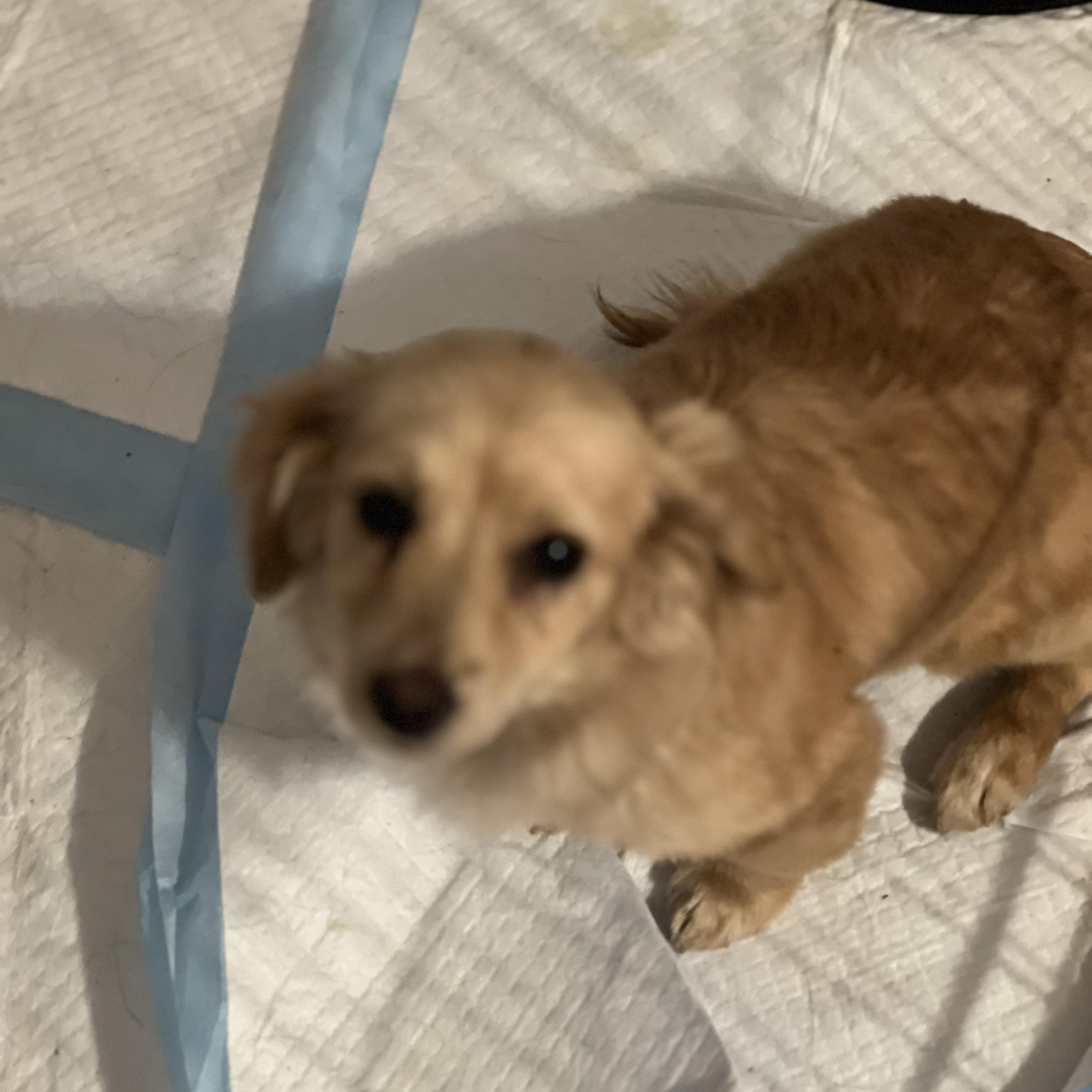 Ginger~ Sweet Golden Spaniel thumbnail 4