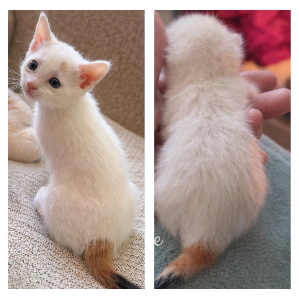 Enlarge Sage, a Adoptable American Shorthair in Calimesa, CA image 1/1