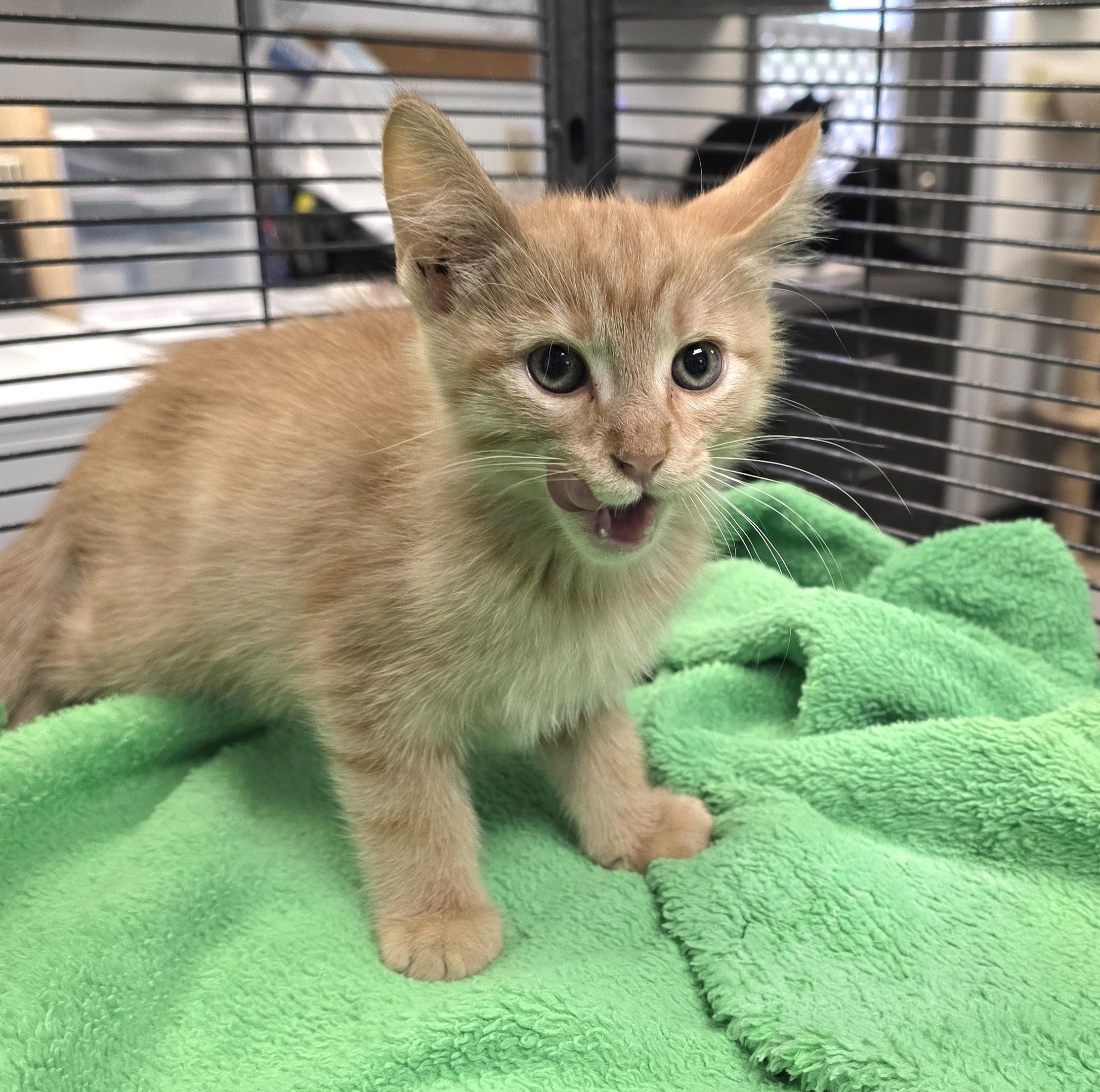 Nugget, Adopted, Kitten Male Domestic Short Hair.