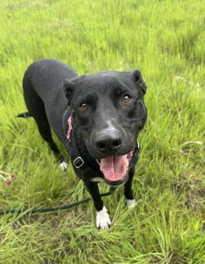 Enlarge Gumby, a Adoptable mixed breed in Burlington, WA image 1/3