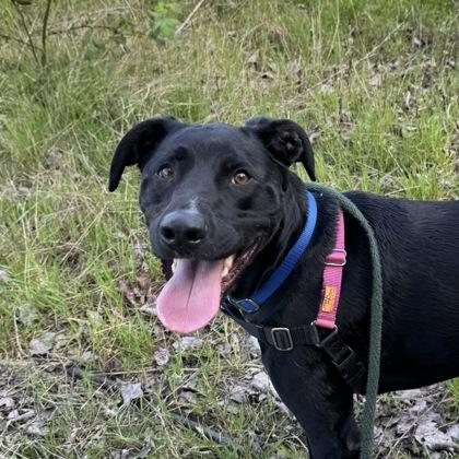 Gumby, Adoptable, Puppy Male Pit Bull Terrier & Mixed Breed.