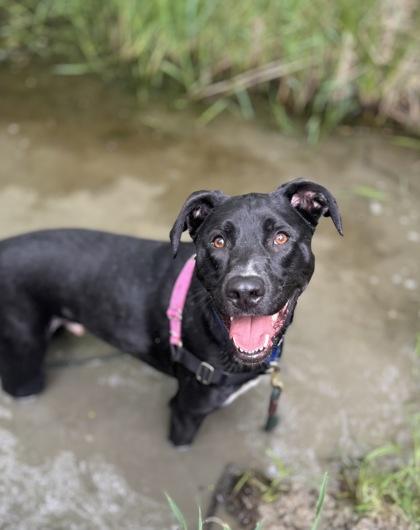 Enlarge Gumby, a Adoptable mixed breed in Burlington, WA image 2/3