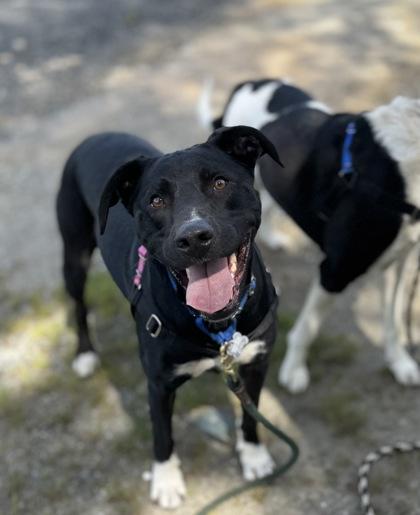 Enlarge Gumby, a Adoptable mixed breed in Burlington, WA image 2/3