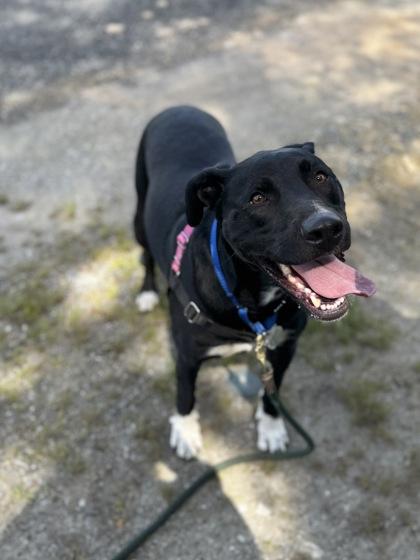 Enlarge Gumby, a Adoptable mixed breed in Burlington, WA image 3/3