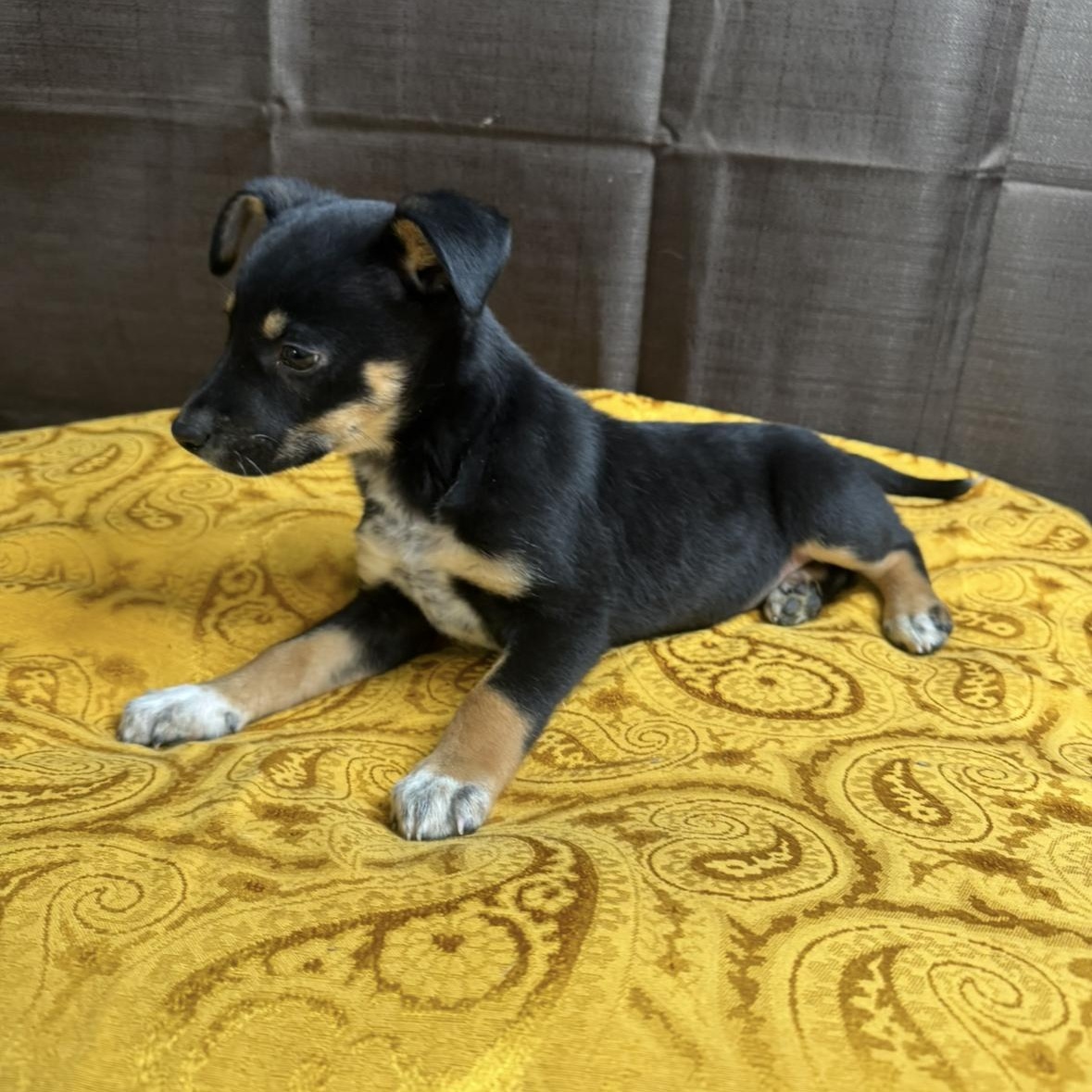 Enlarge Willa, a Adoptable mixed breed in Bloomington, IL image 6/6