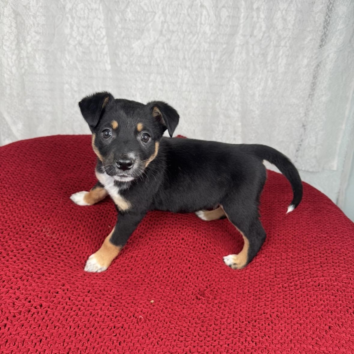 Enlarge Willa, a Adoptable mixed breed in Bloomington, IL image 1/6