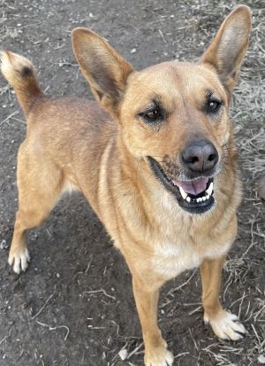 Reece, Adult Female Australian Cattle Dog / Blue Heeler