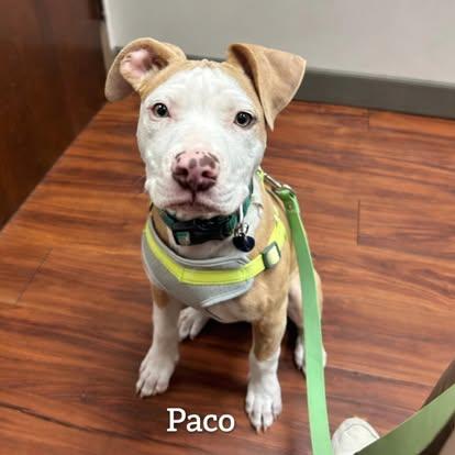 Enlarge Paco, a ADOPTABLE mixed breed in Miami, FL image 2/2