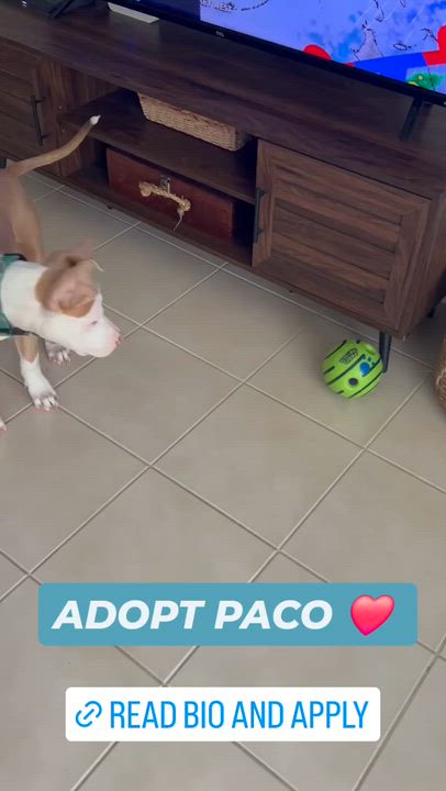 Enlarge Paco, a ADOPTABLE mixed breed in Miami, FL video 3/3