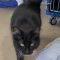 Sylvester, ADOPTABLE, Young Male Domestic Long Hair.