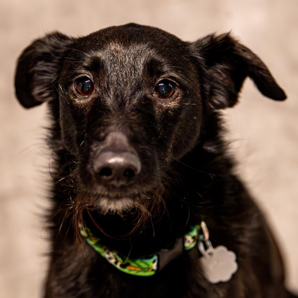 Enlarge Dali, a Adoptable Terrier in Kennebunk, ME image 1/6