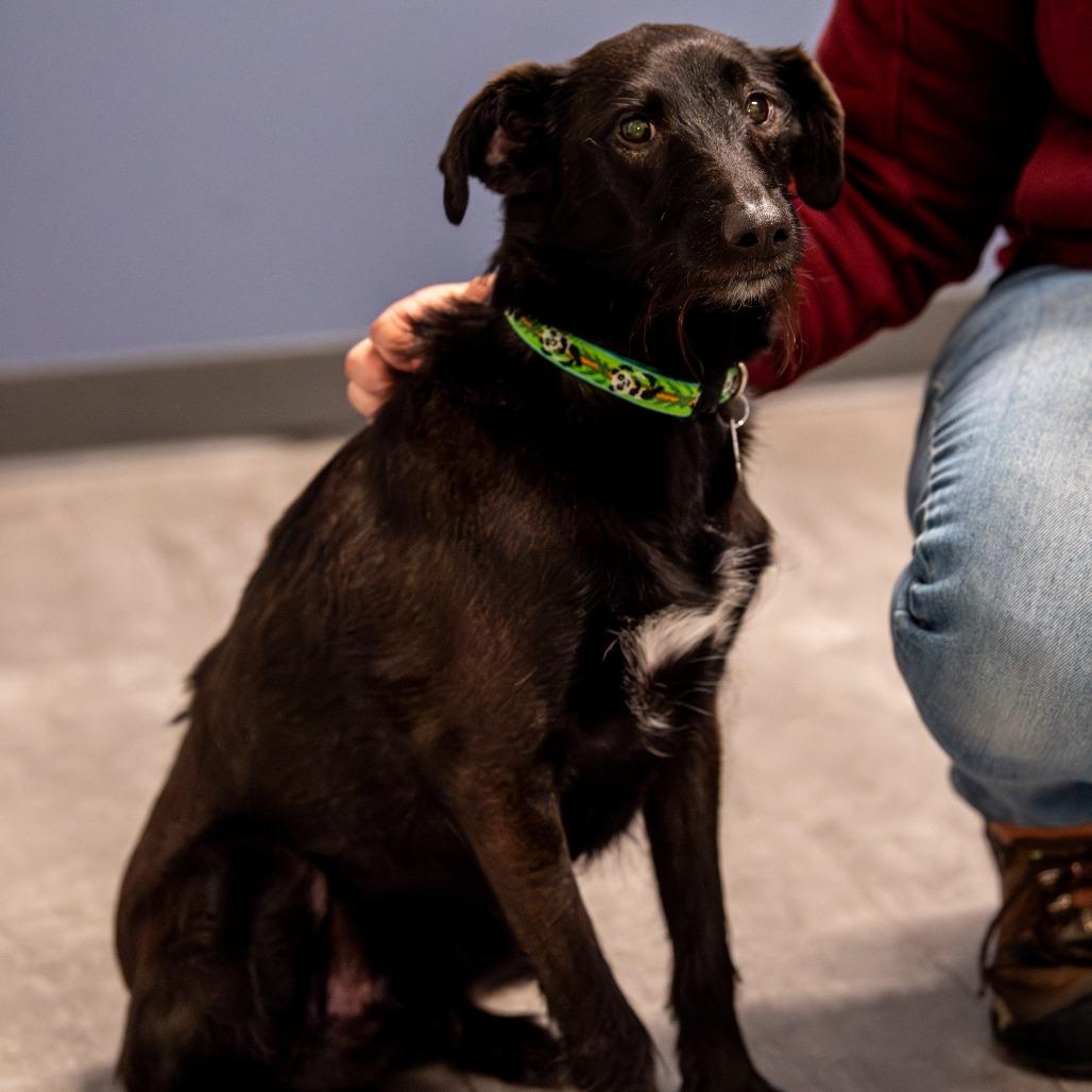 Enlarge Dali, a Adoptable Terrier in Kennebunk, ME image 3/6