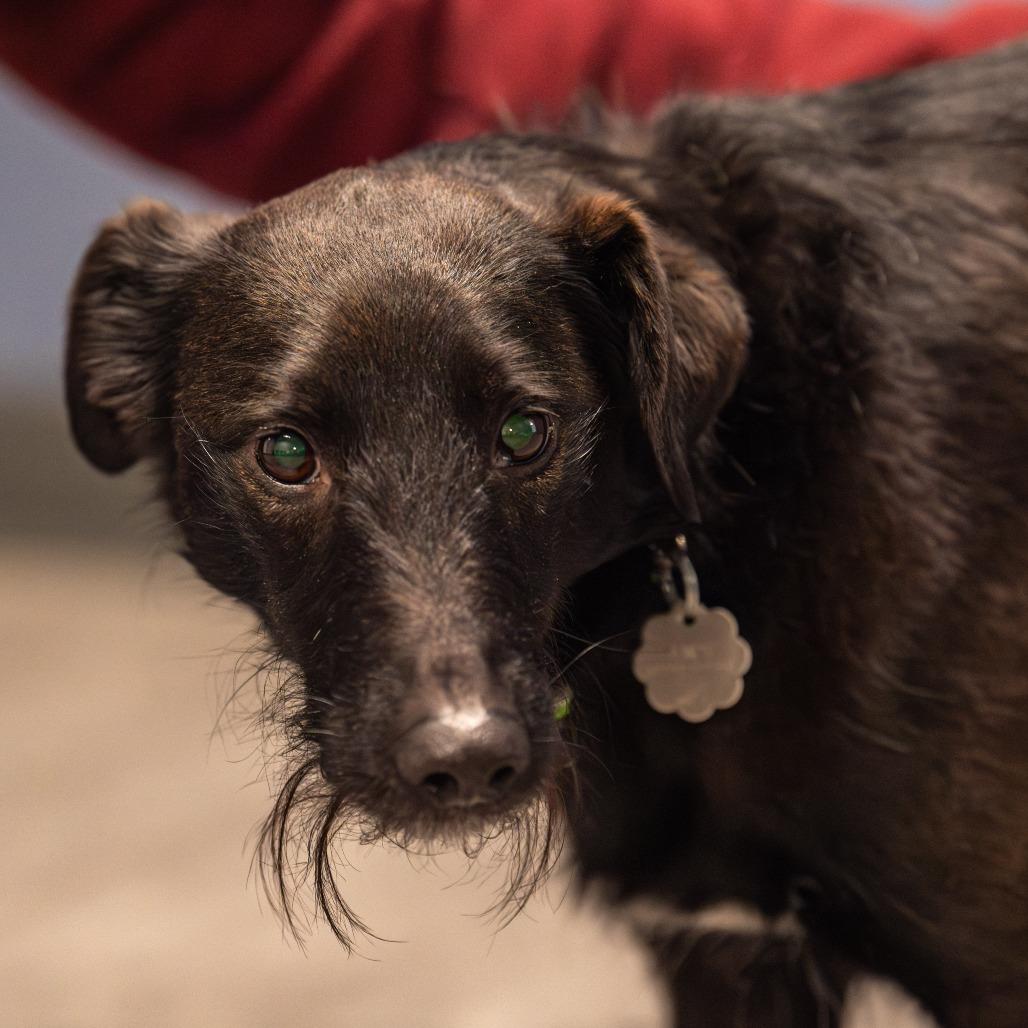 Enlarge Dali, a Adoptable Terrier in Kennebunk, ME image 4/6