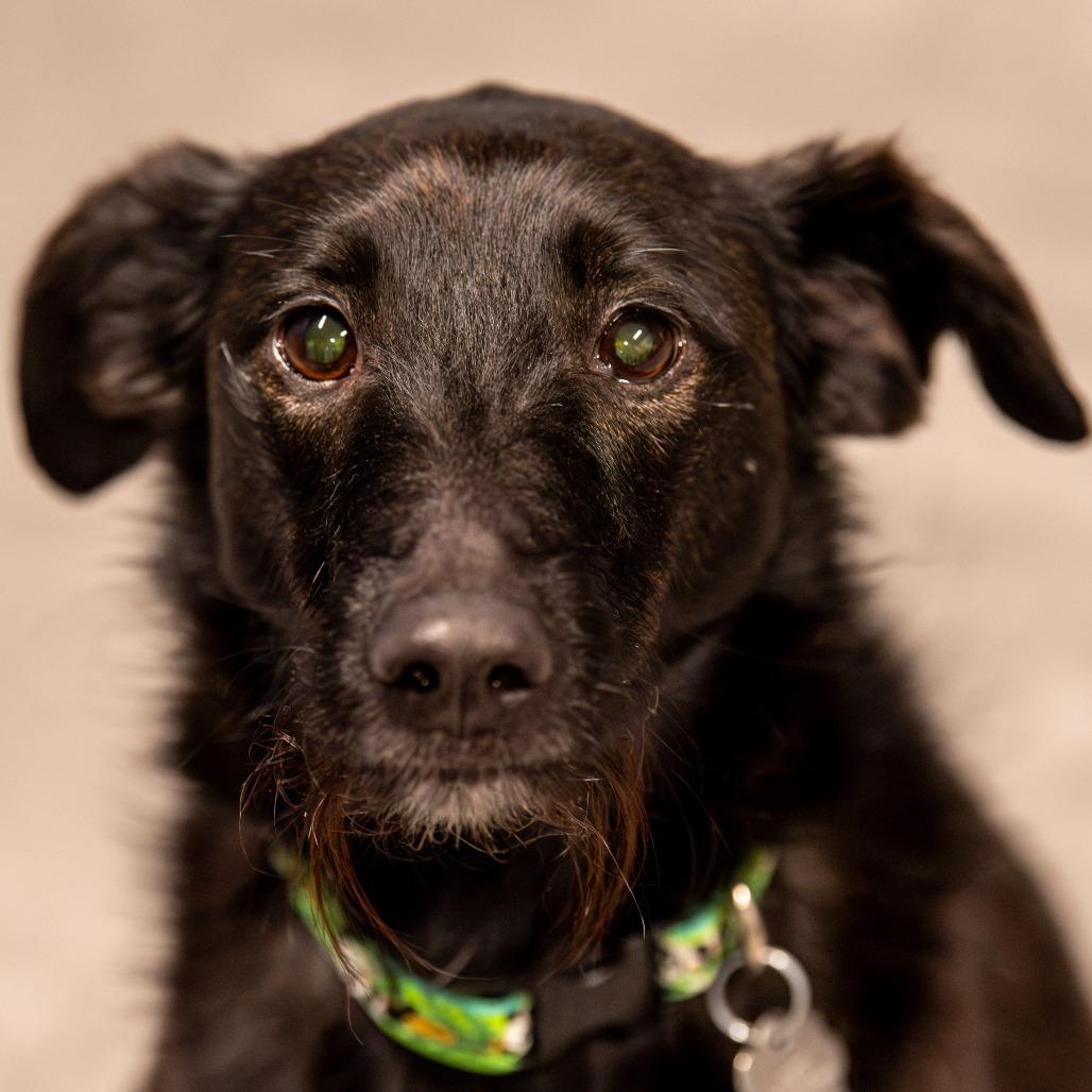Enlarge Dali, a Adoptable Terrier in Kennebunk, ME image 5/6