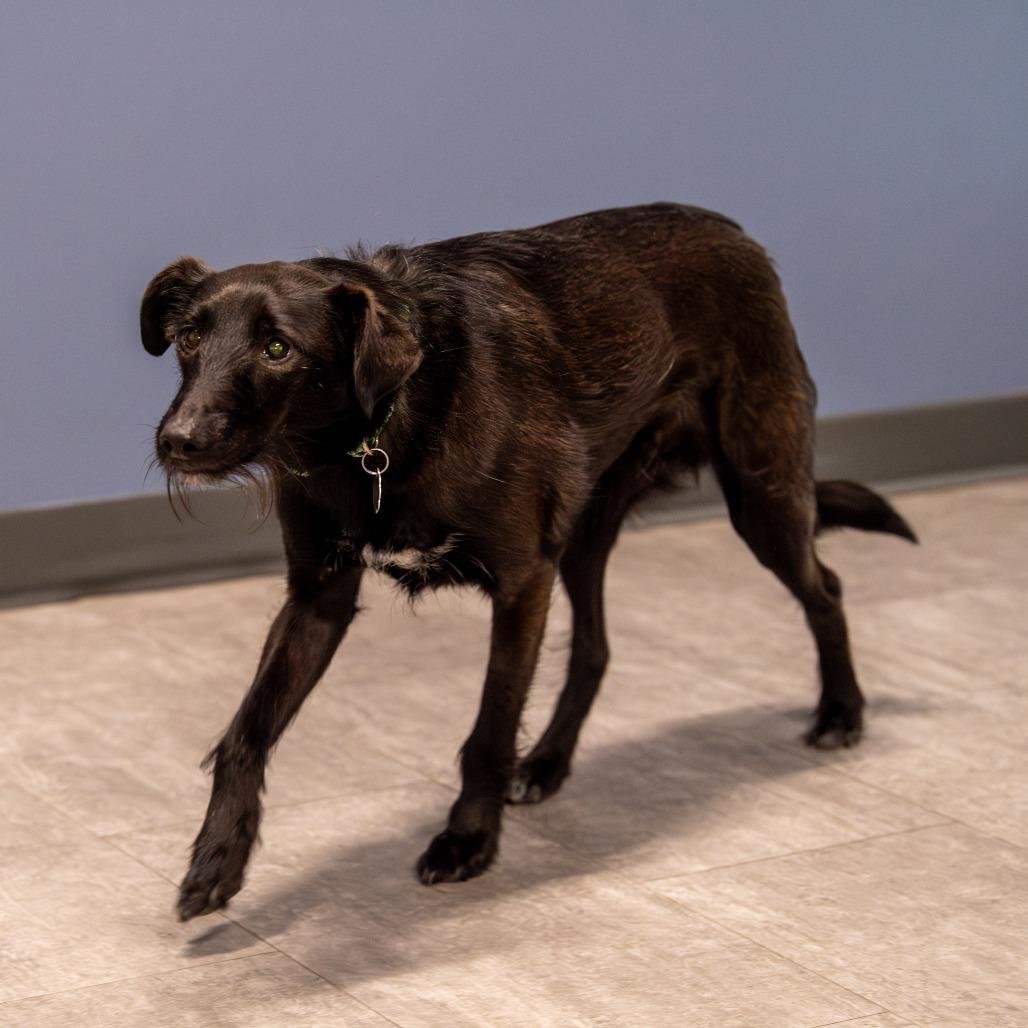Enlarge Dali, a Adoptable Terrier in Kennebunk, ME image 6/6