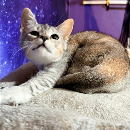 Squeaky, Adopted, Kitten Female Siamese.