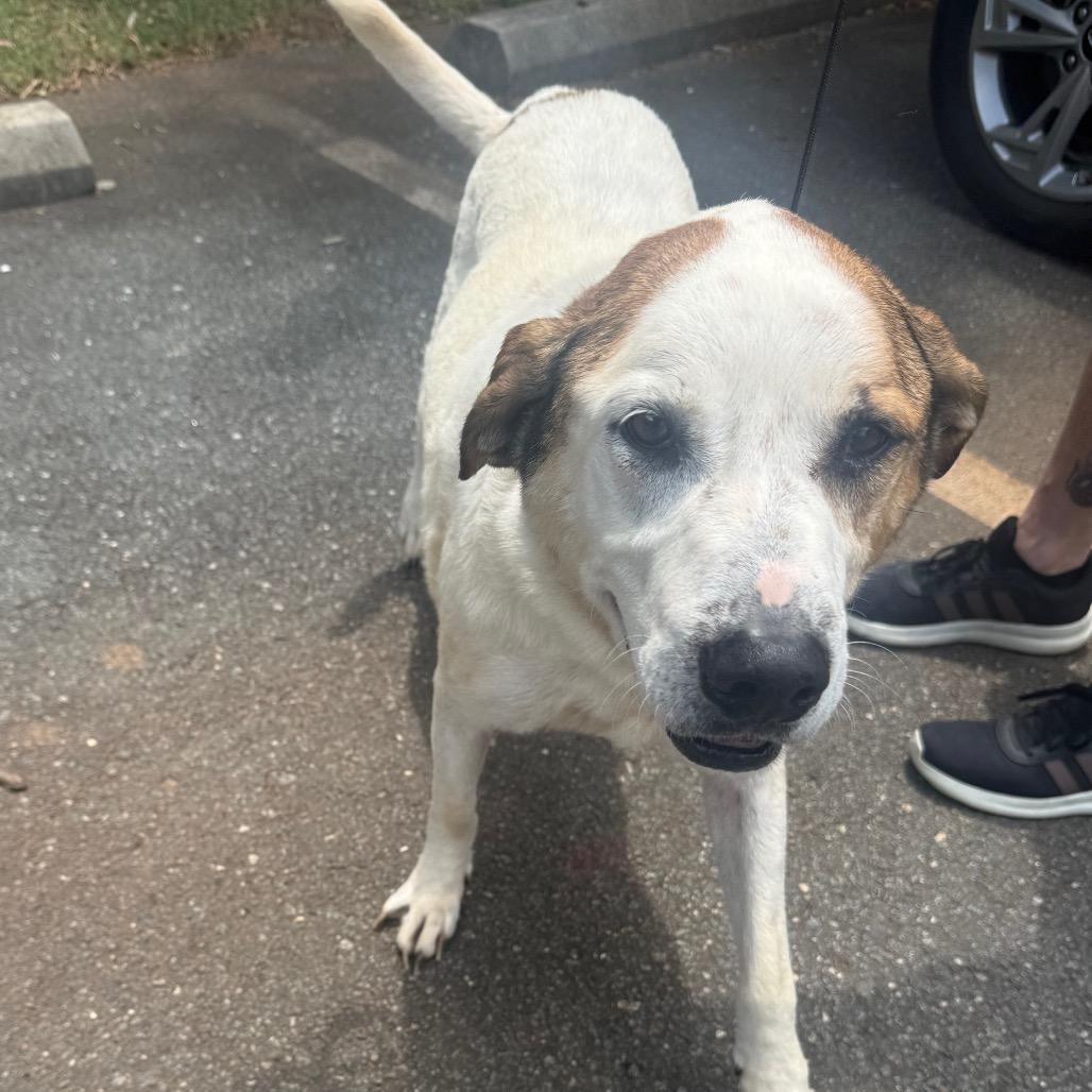 Rain, Adoptable, Senior Male Mixed Breed.