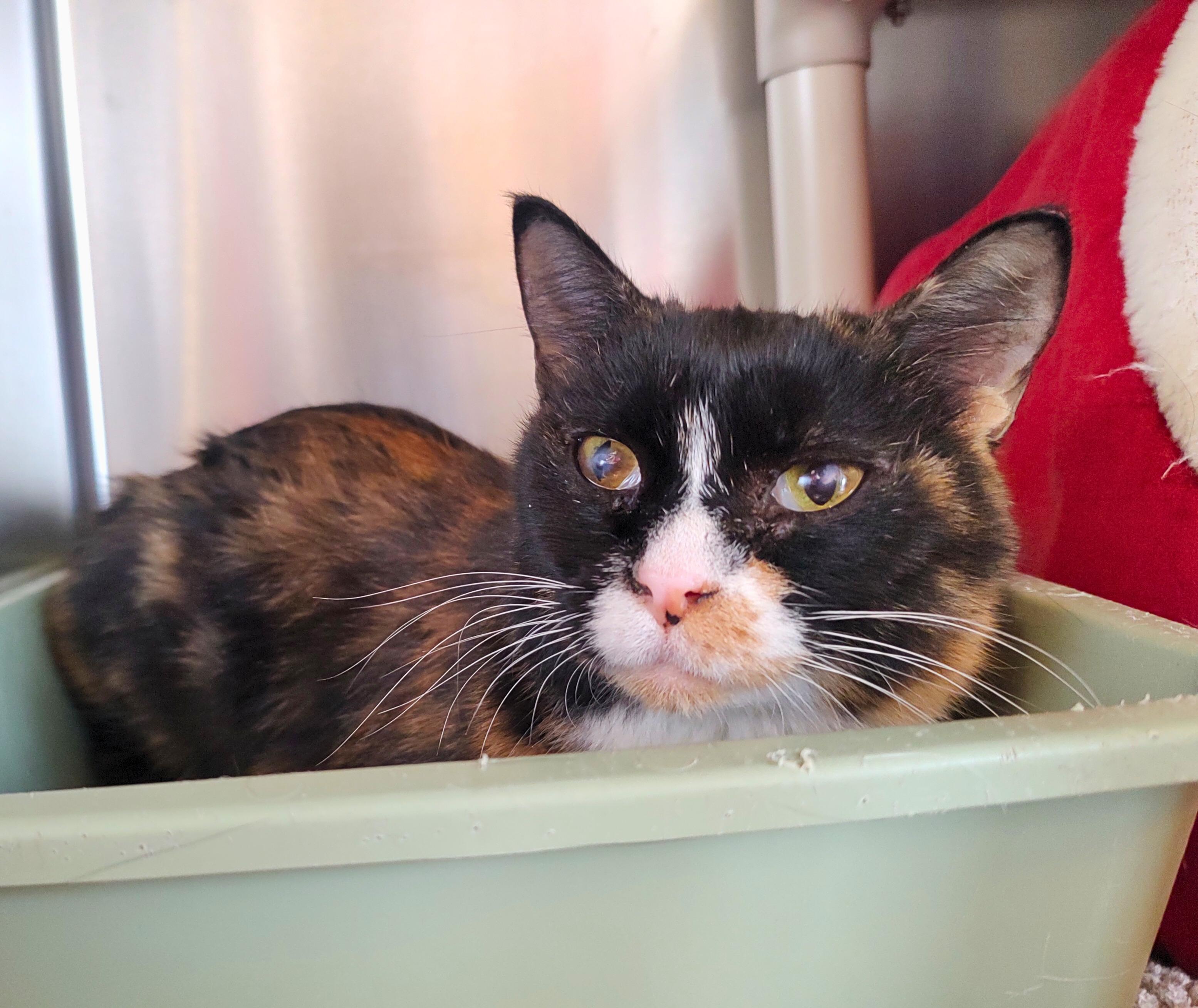 Enlarge Meowsala, a Adoptable Domestic Short Hair in Nevada, IA image 4/4