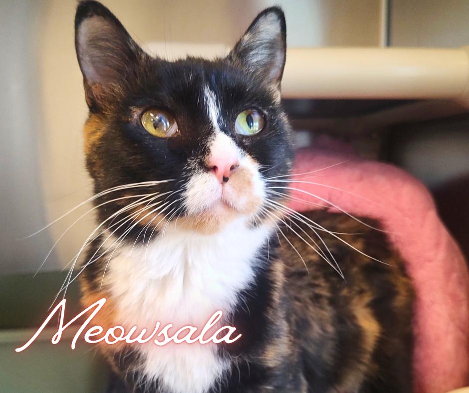 Enlarge Meowsala, a Adoptable Domestic Short Hair in Nevada, IA image 1/4