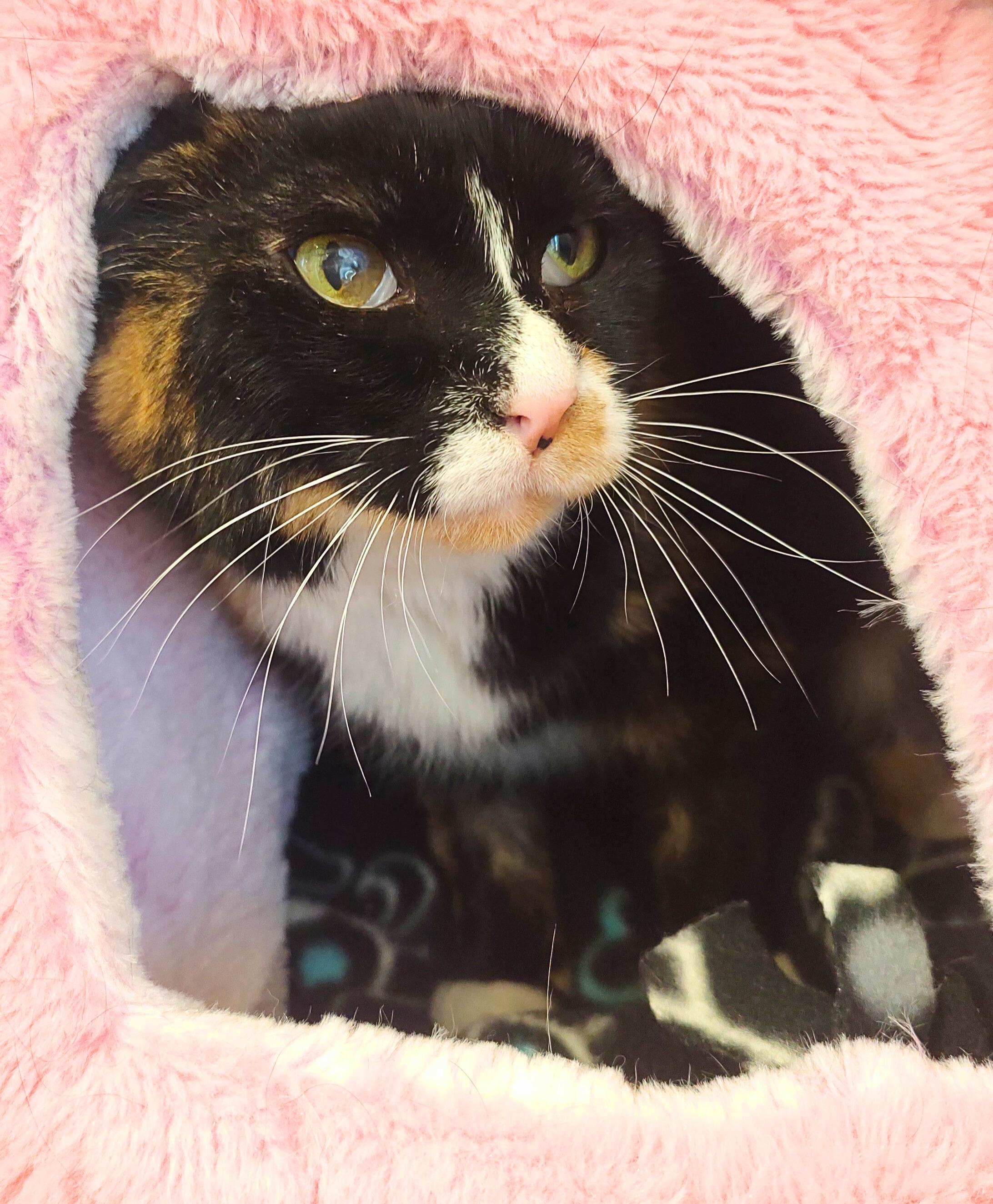 Enlarge Meowsala, a Adoptable Domestic Short Hair in Nevada, IA image 3/4