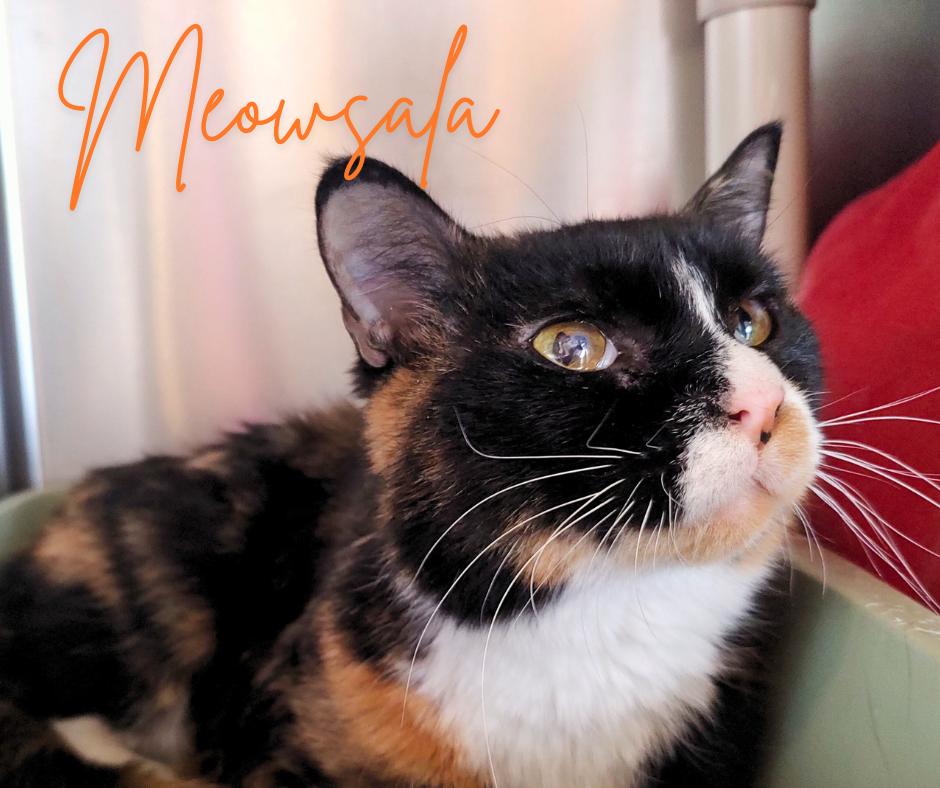 Meowsala, Adoptable, Young Female Domestic Short Hair.