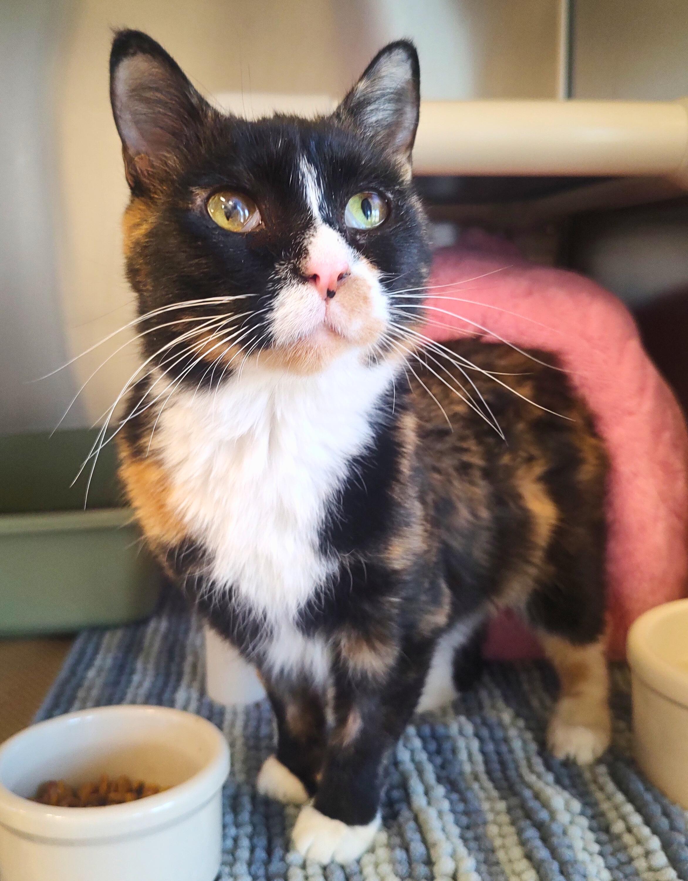 Enlarge Meowsala, a Adoptable Domestic Short Hair in Nevada, IA image 2/4