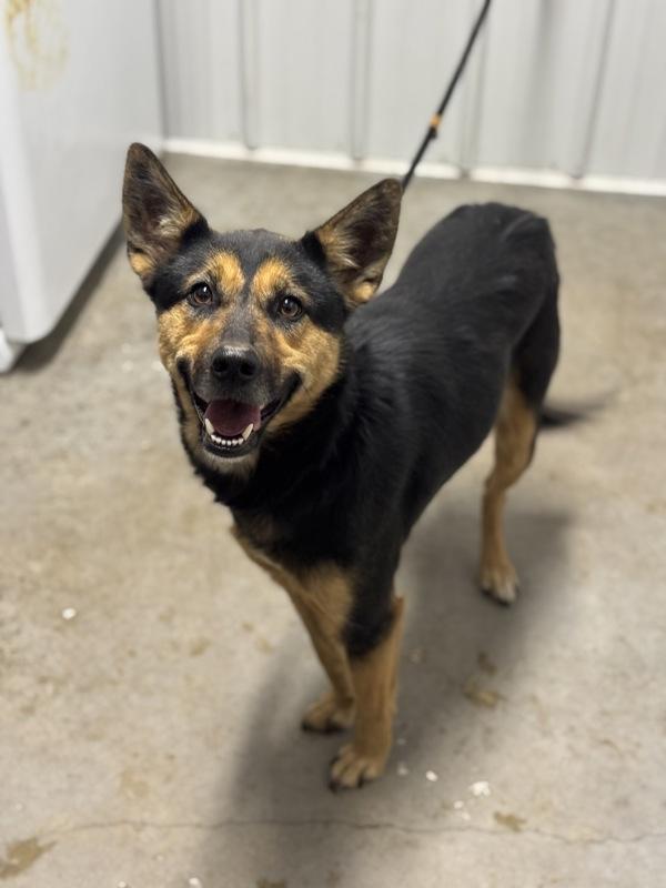 Enlarge Costata, a Adoptable mixed breed in Lancaster, OH image 1/3