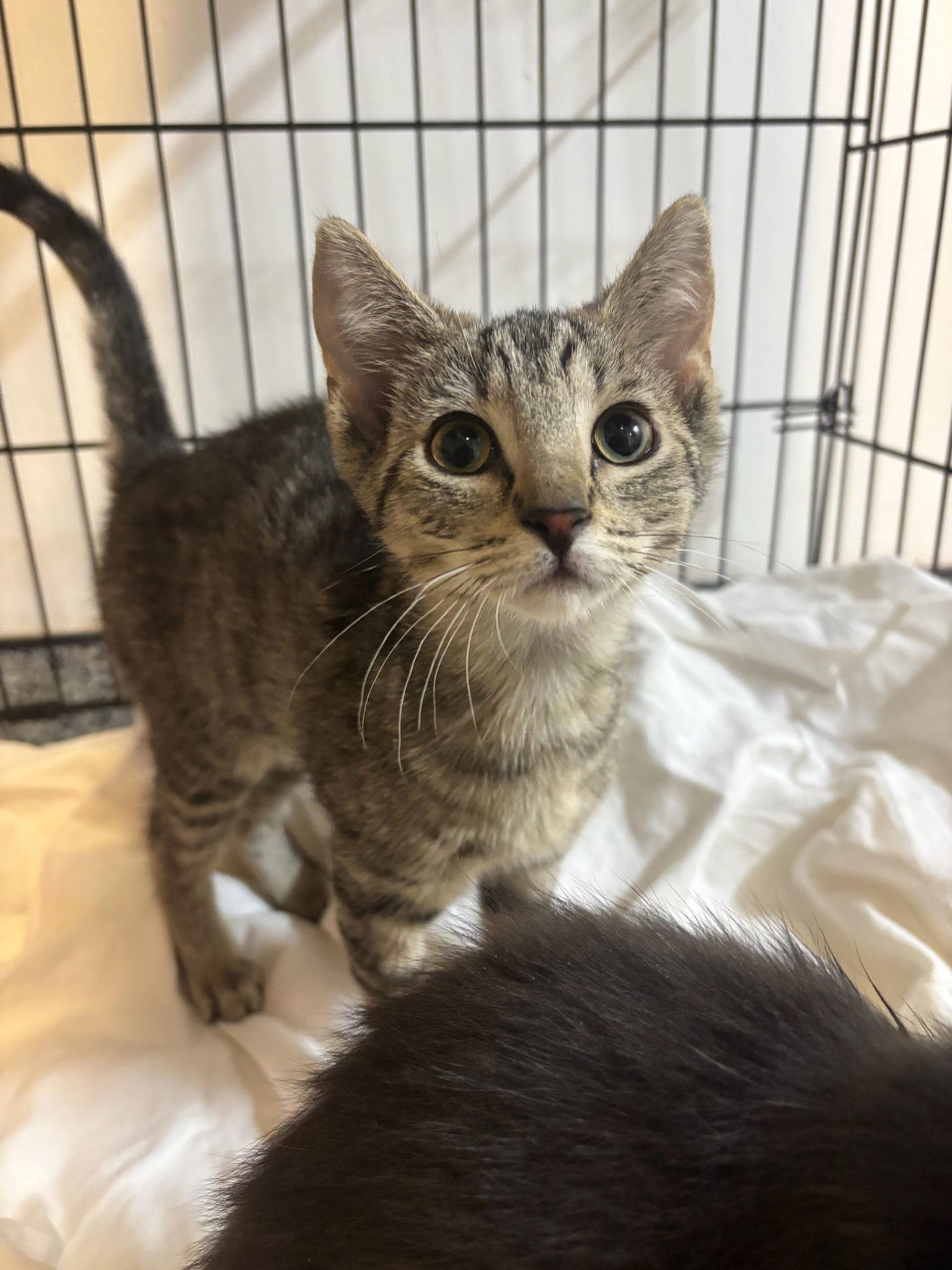 Enlarge Sashimi, a Adopted Domestic Short Hair in Hopewell, VA image 1/1