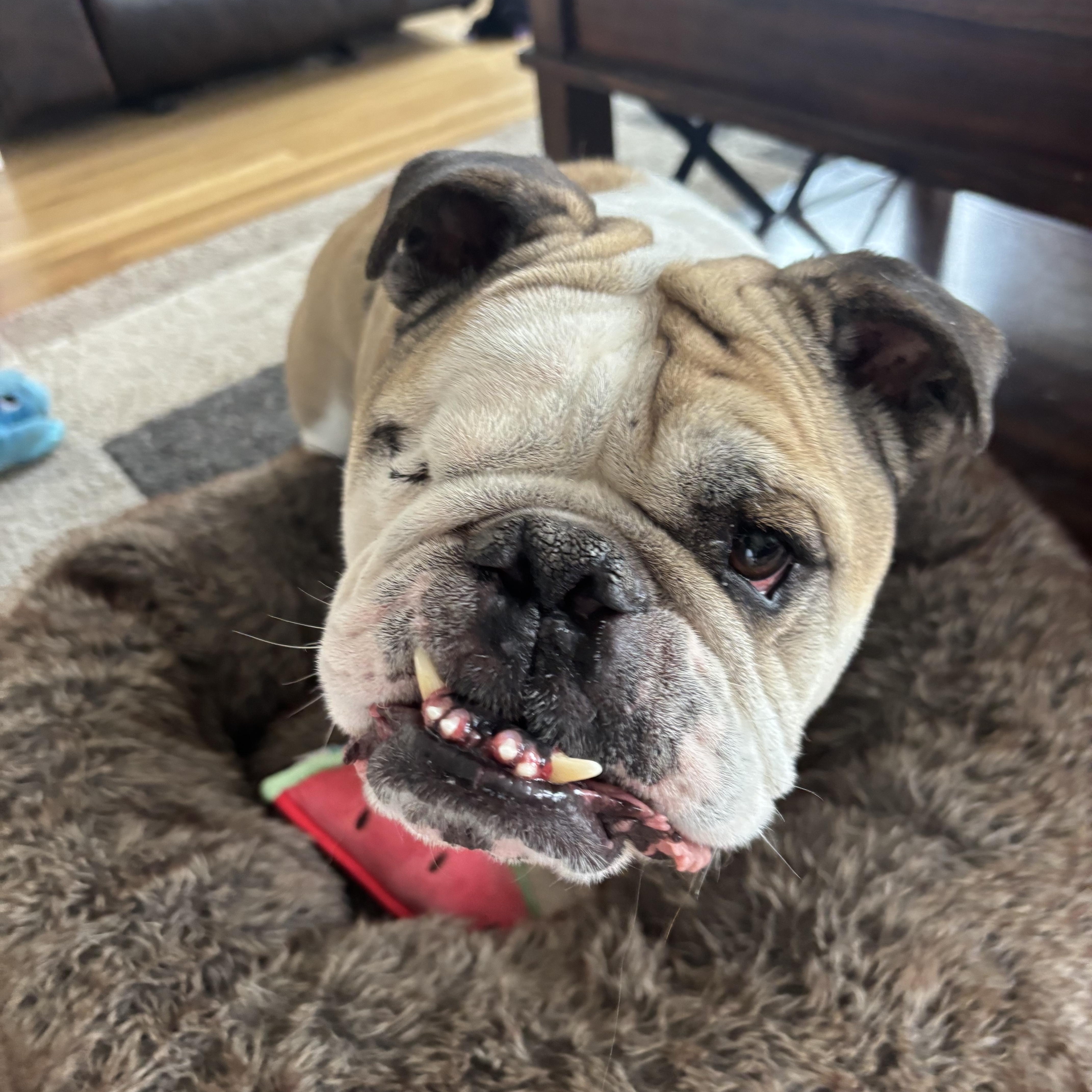 Bruno, Adoptable, Adult Male English Bulldog.
