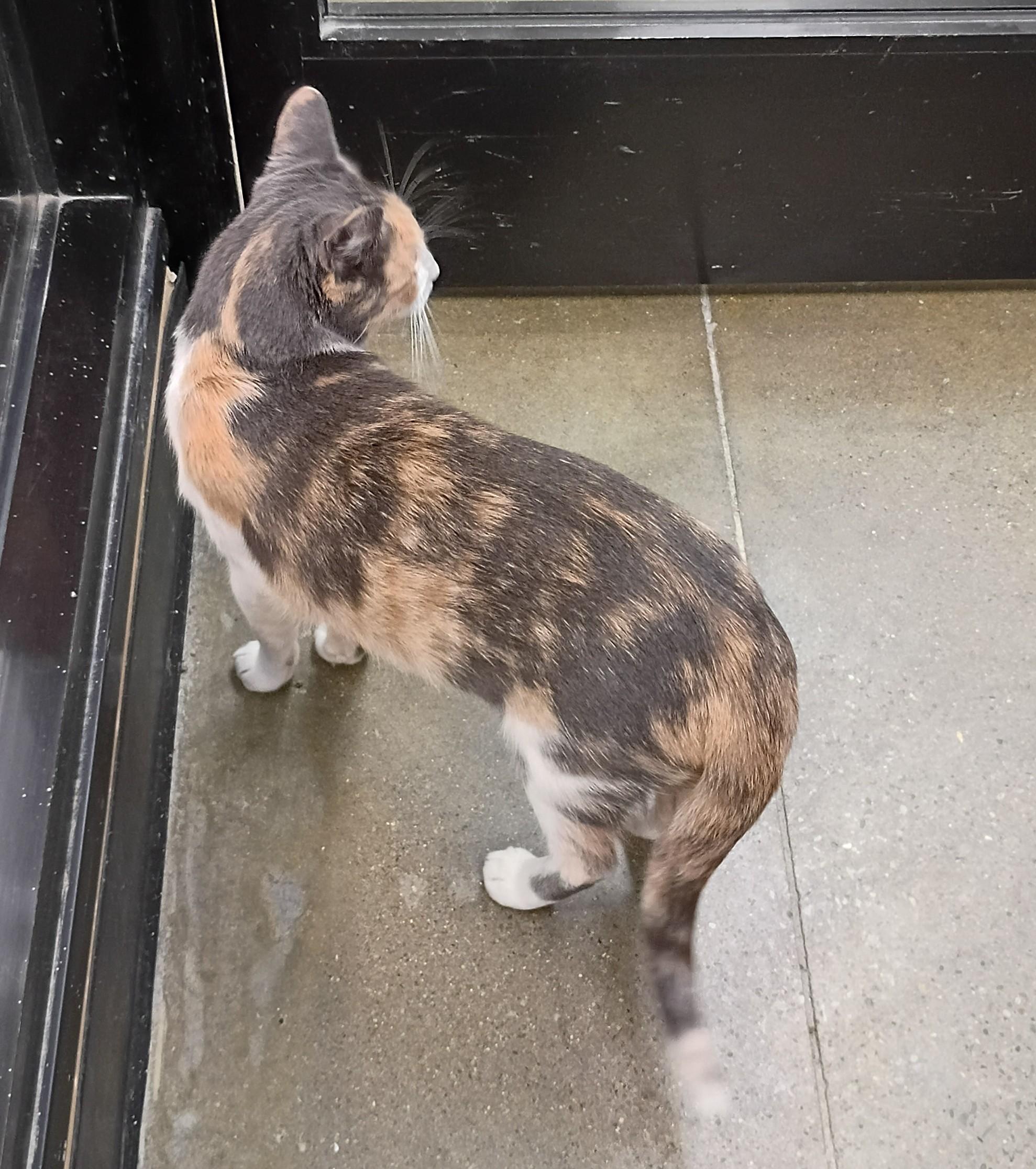 Enlarge Leilani from Hawaii, a Adopted Domestic Short Hair in Hendersonville, TN image 3/3