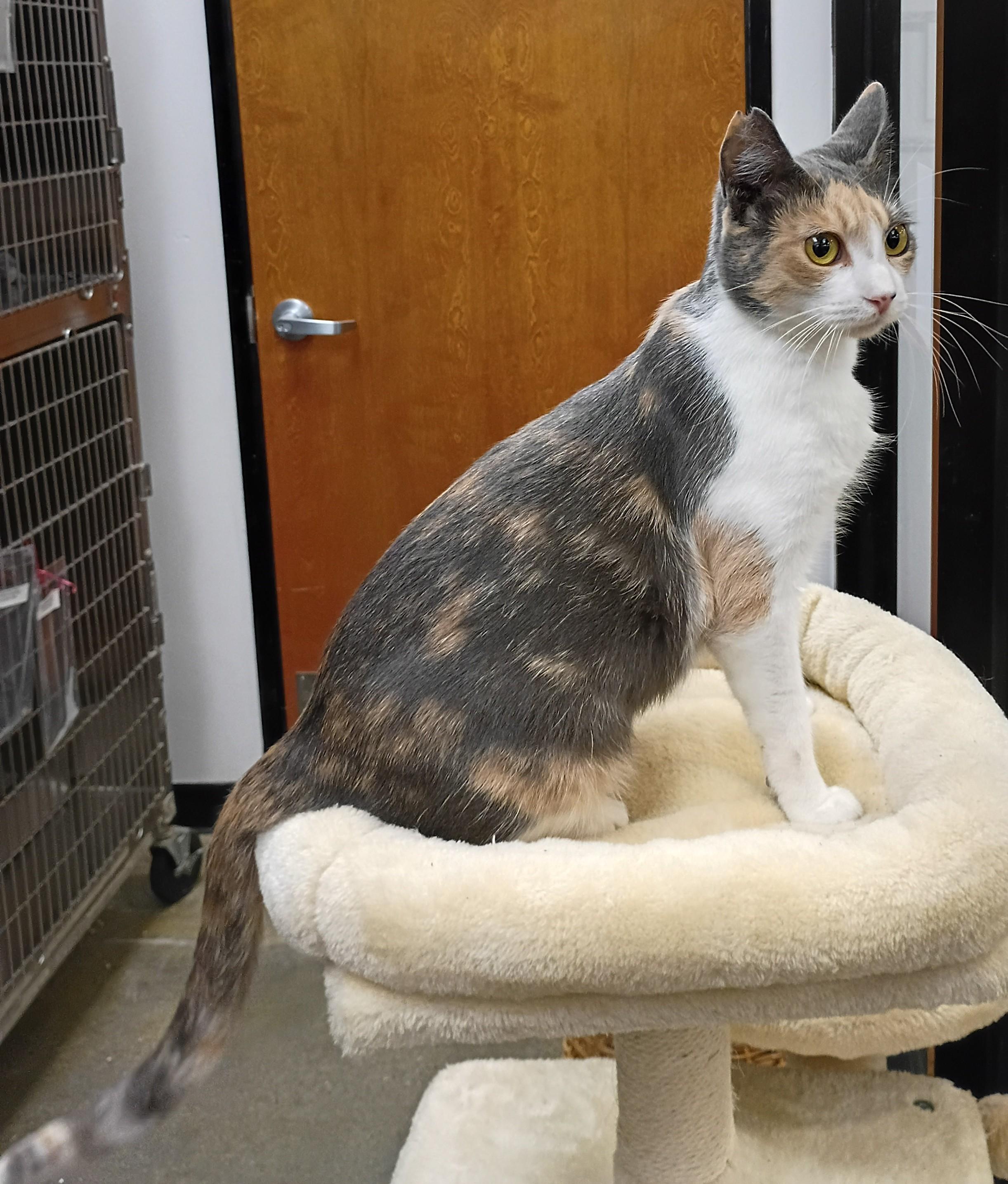 Enlarge Leilani from Hawaii, a Adopted Domestic Short Hair in Hendersonville, TN image 2/3