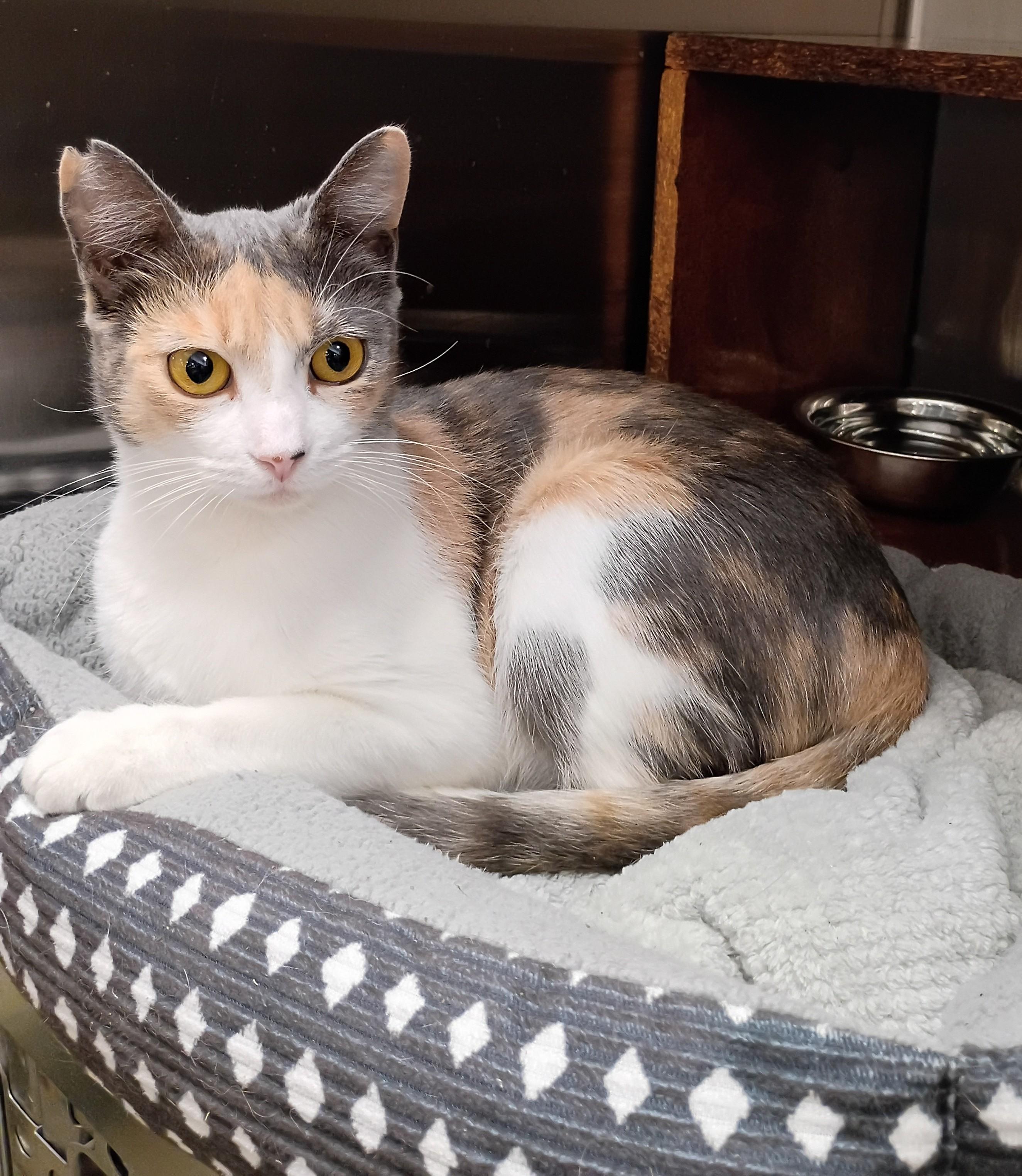Enlarge Leilani from Hawaii, a Adopted Domestic Short Hair in Hendersonville, TN image 1/3