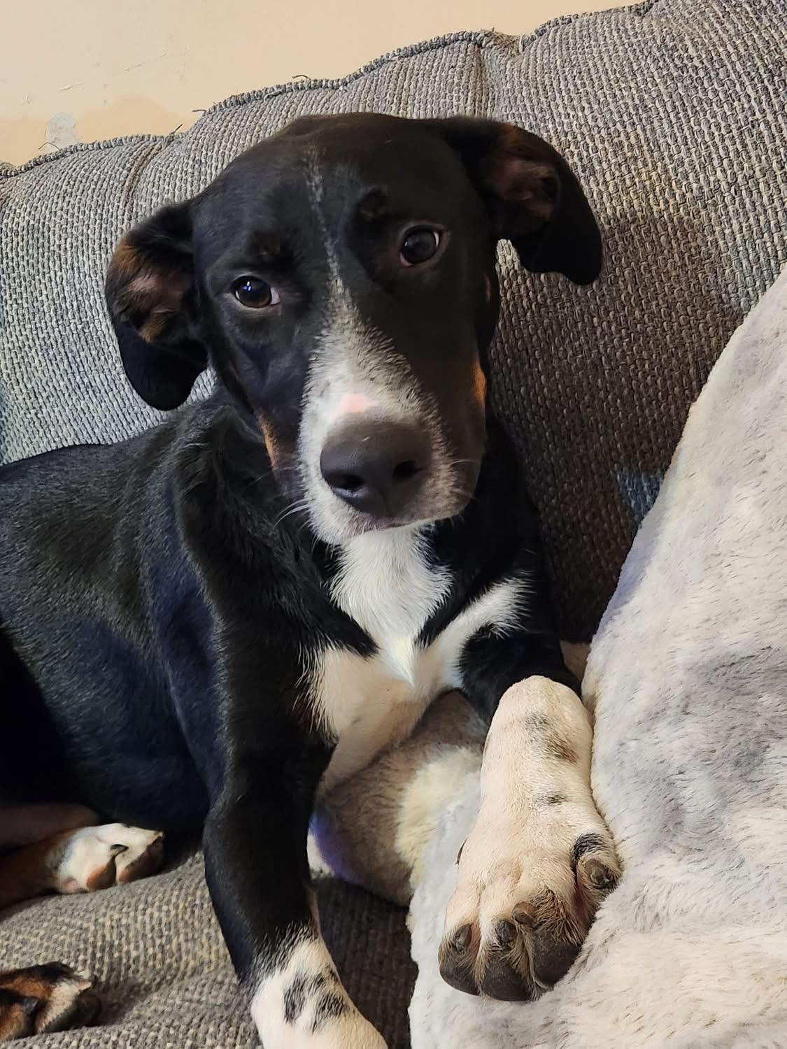 Enlarge Little Joe, a Adoptable mixed breed in Kankakee, IL image 3/6