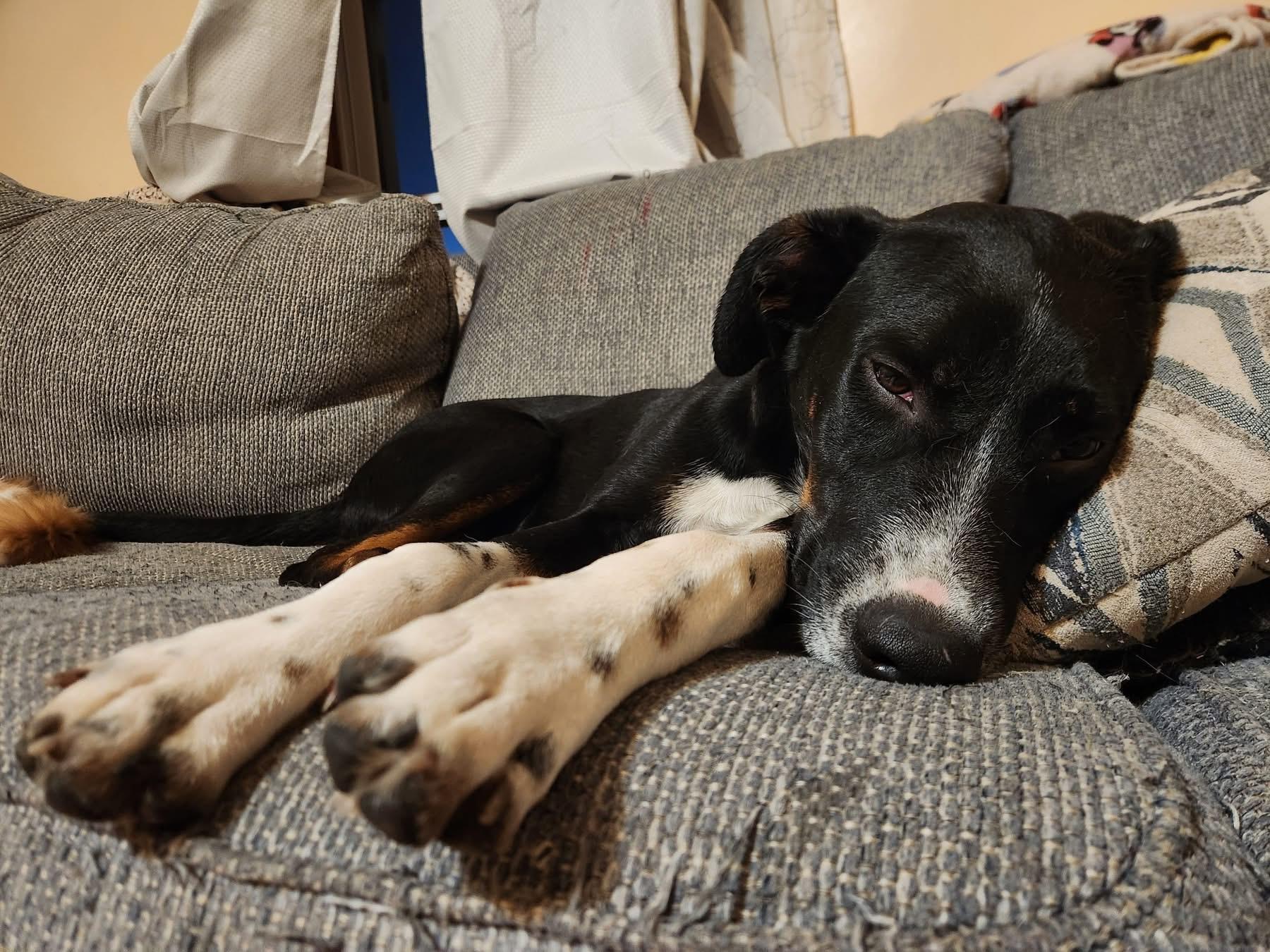 Enlarge Little Joe, a Adoptable mixed breed in Kankakee, IL image 4/6