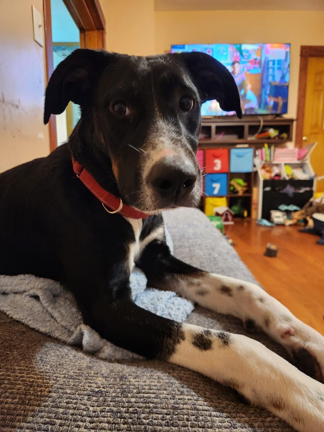 Enlarge Little Joe, a Adoptable mixed breed in Kankakee, IL image 2/6