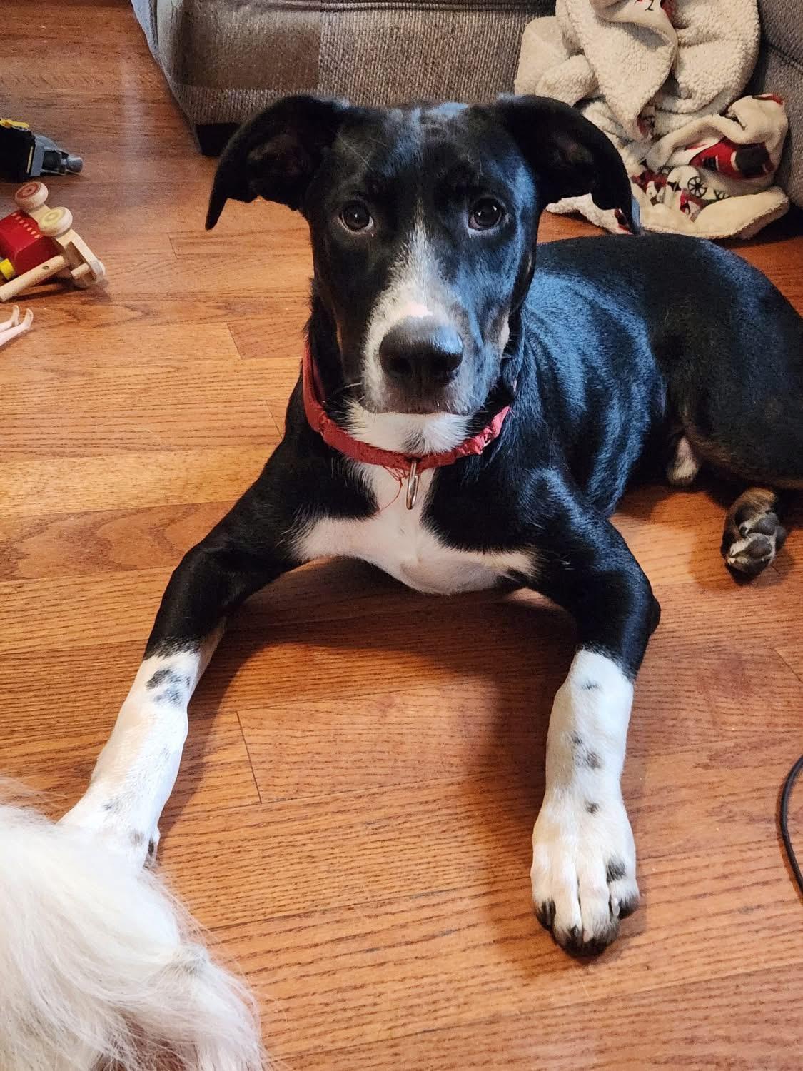 Enlarge Little Joe, a Adoptable mixed breed in Kankakee, IL image 1/6