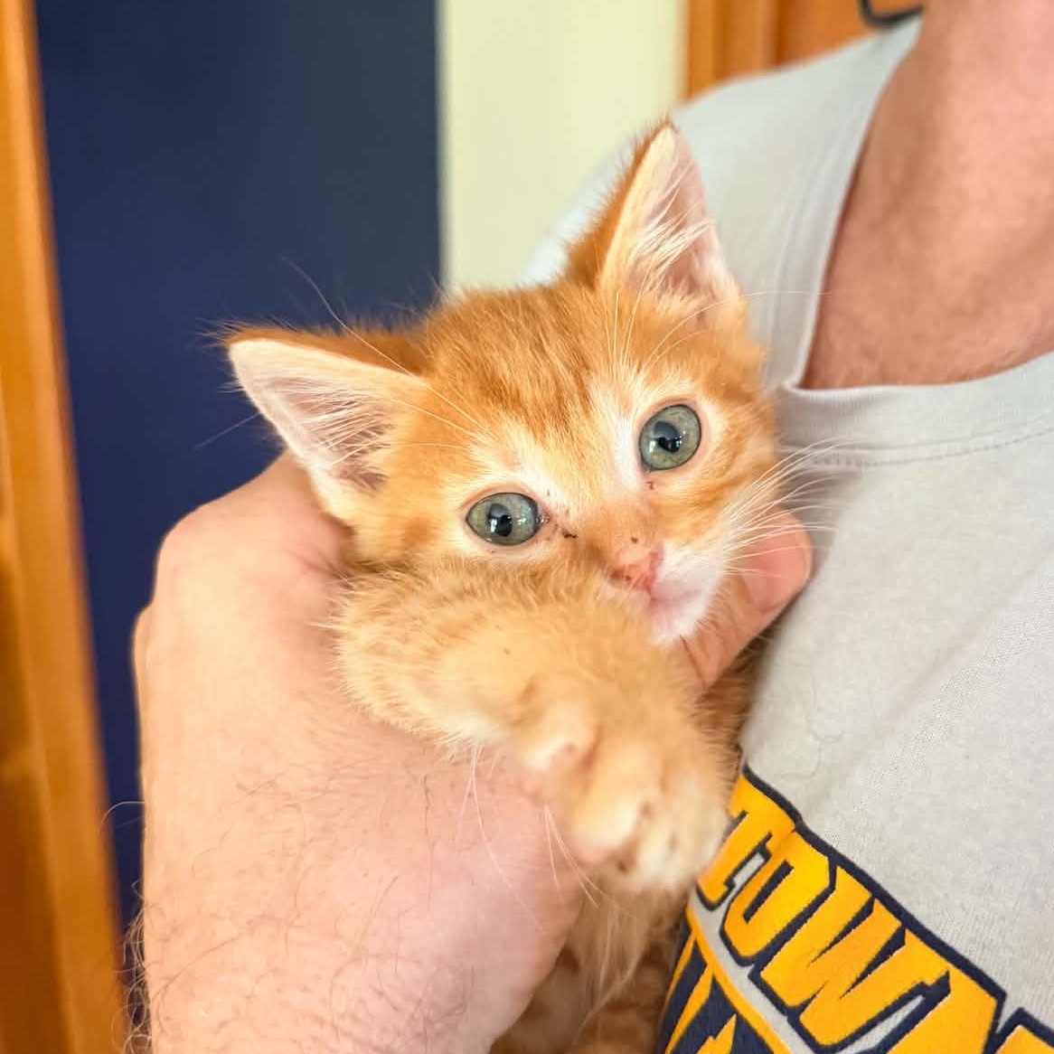 Enlarge Ziggy Stardust, a Adopted Domestic Short Hair in Milwaukee, WI image 4/4