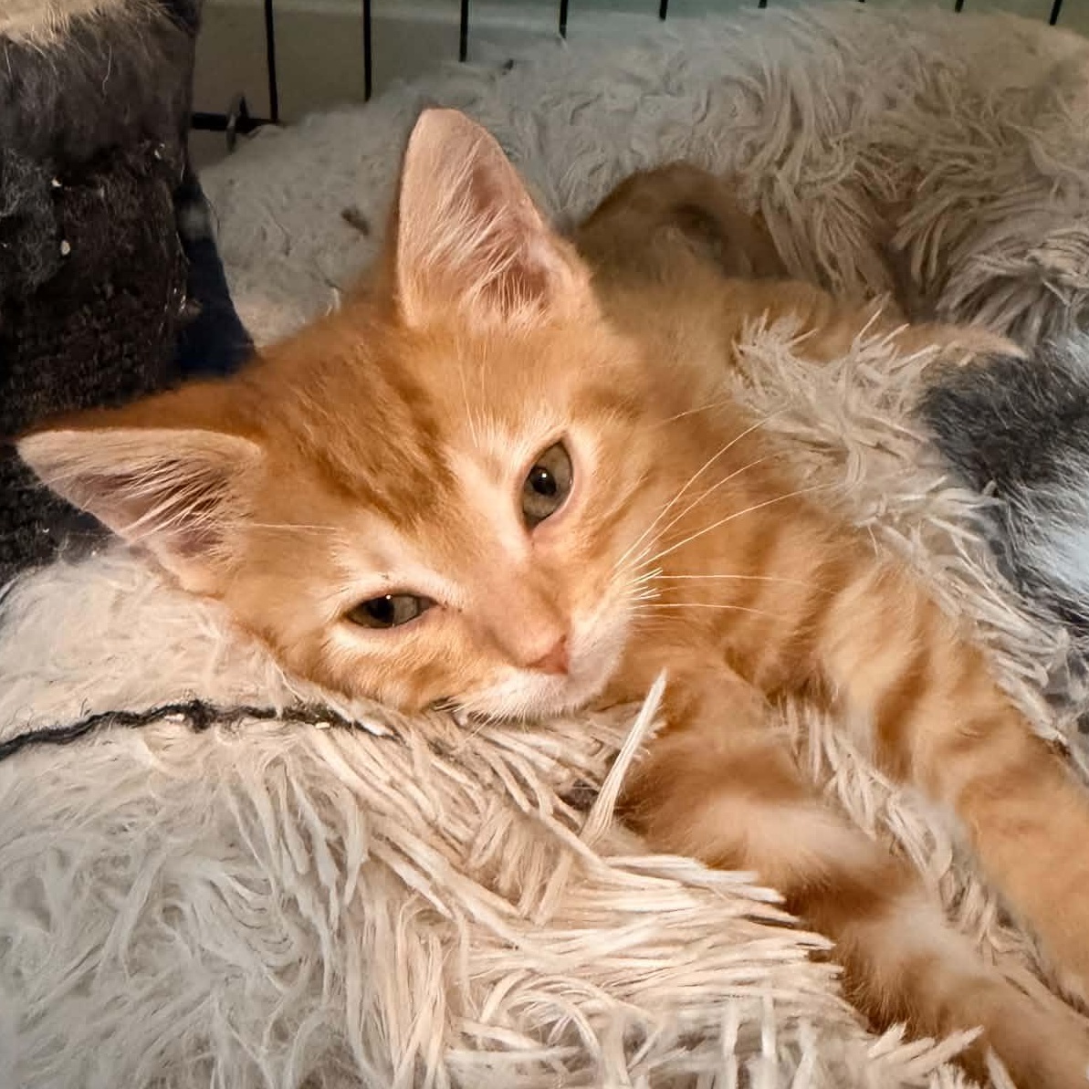 Ziggy Stardust, Adopted, Kitten Male Domestic Short Hair.
